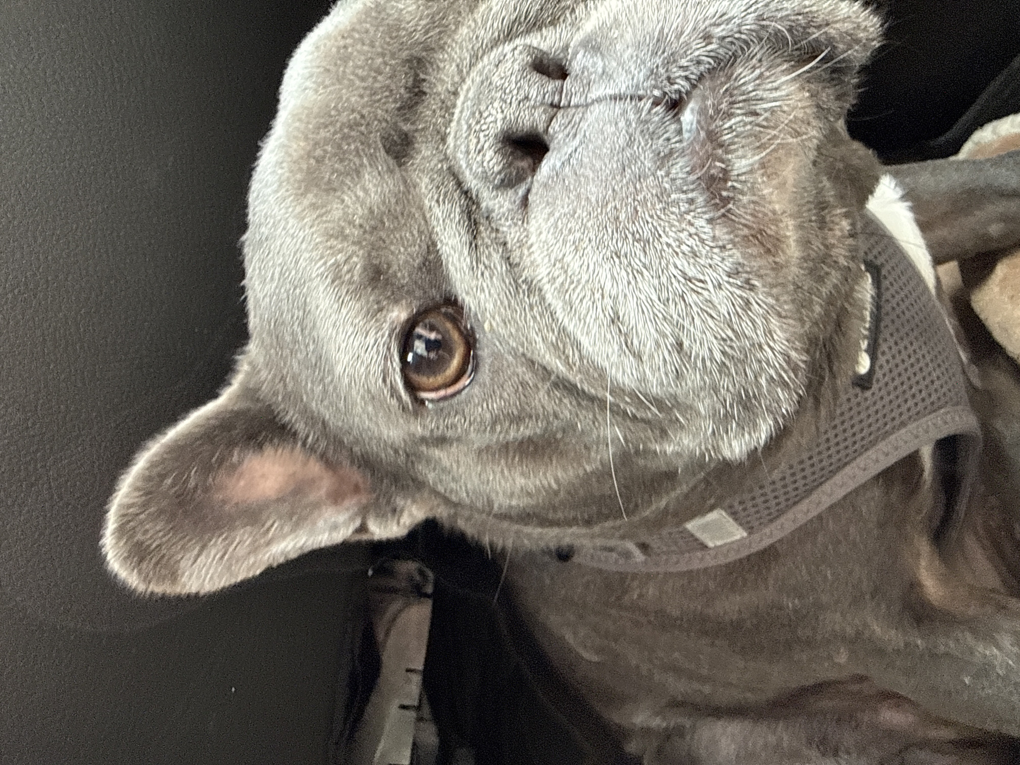 A close-up, low-angle, eye-level shot captures a French Bulldog's face. The dog is gray with a harness around its neck. Its head is tilted upwards and to the right. The background is dark and indistinct. There are no visible humans, no identified city or location, and no specific actions or interactions. The image is taken indoors or in a vehicle.