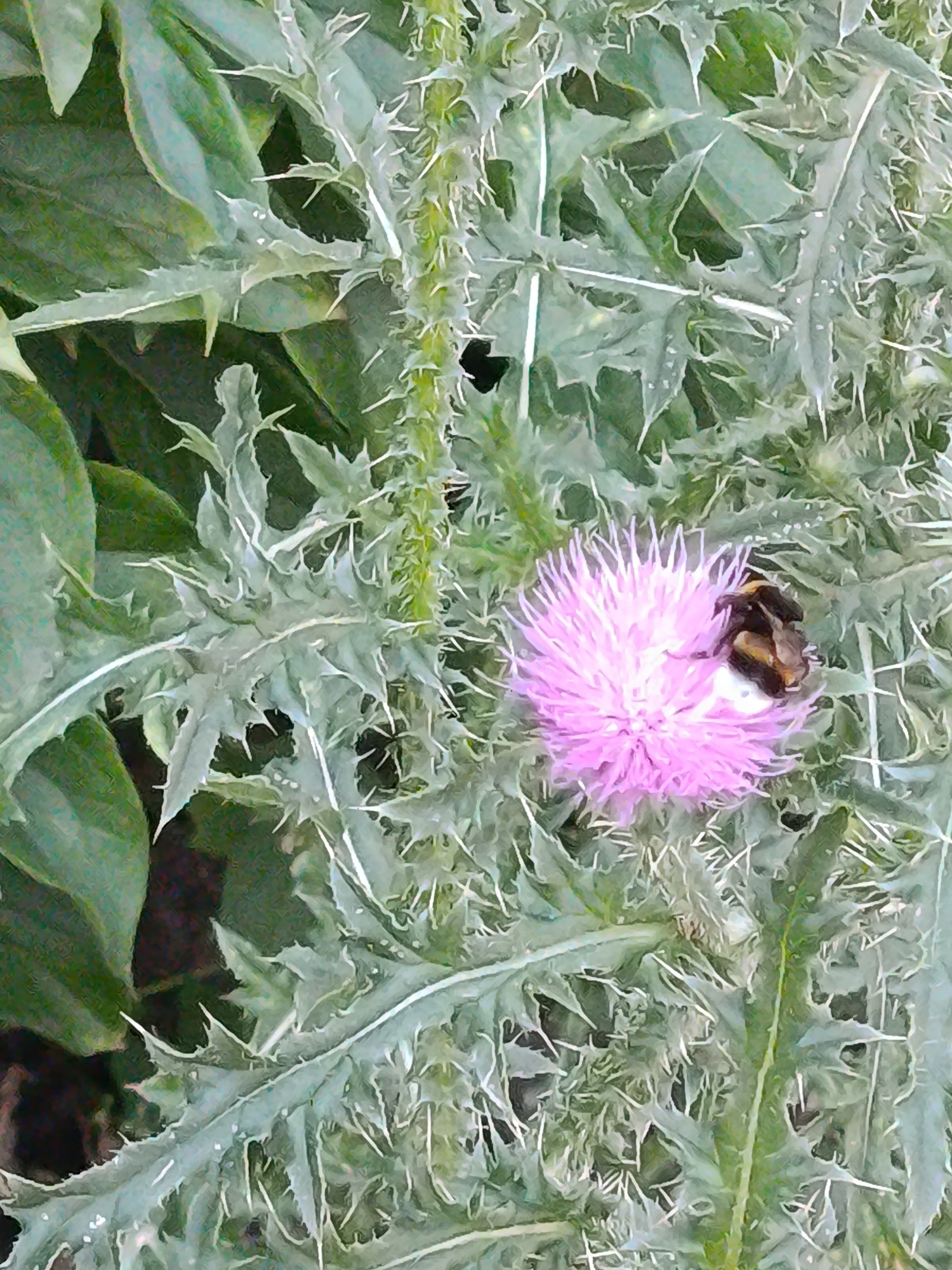 An extreme close-up shot captures a bumblebee resting on a vibrant pink thistle flower. The flower's delicate petals are fanned out, while the bumblebee, with its distinct black and yellow stripes, is nestled among them. The surrounding foliage is characterized by large, spiky leaves, adding a natural and somewhat wild texture to the scene. The image appears to be taken outdoors, likely in a garden or natural setting within Saratov, Russia, given the information provided. The lighting suggests it is daytime, with soft natural light illuminating the subject.