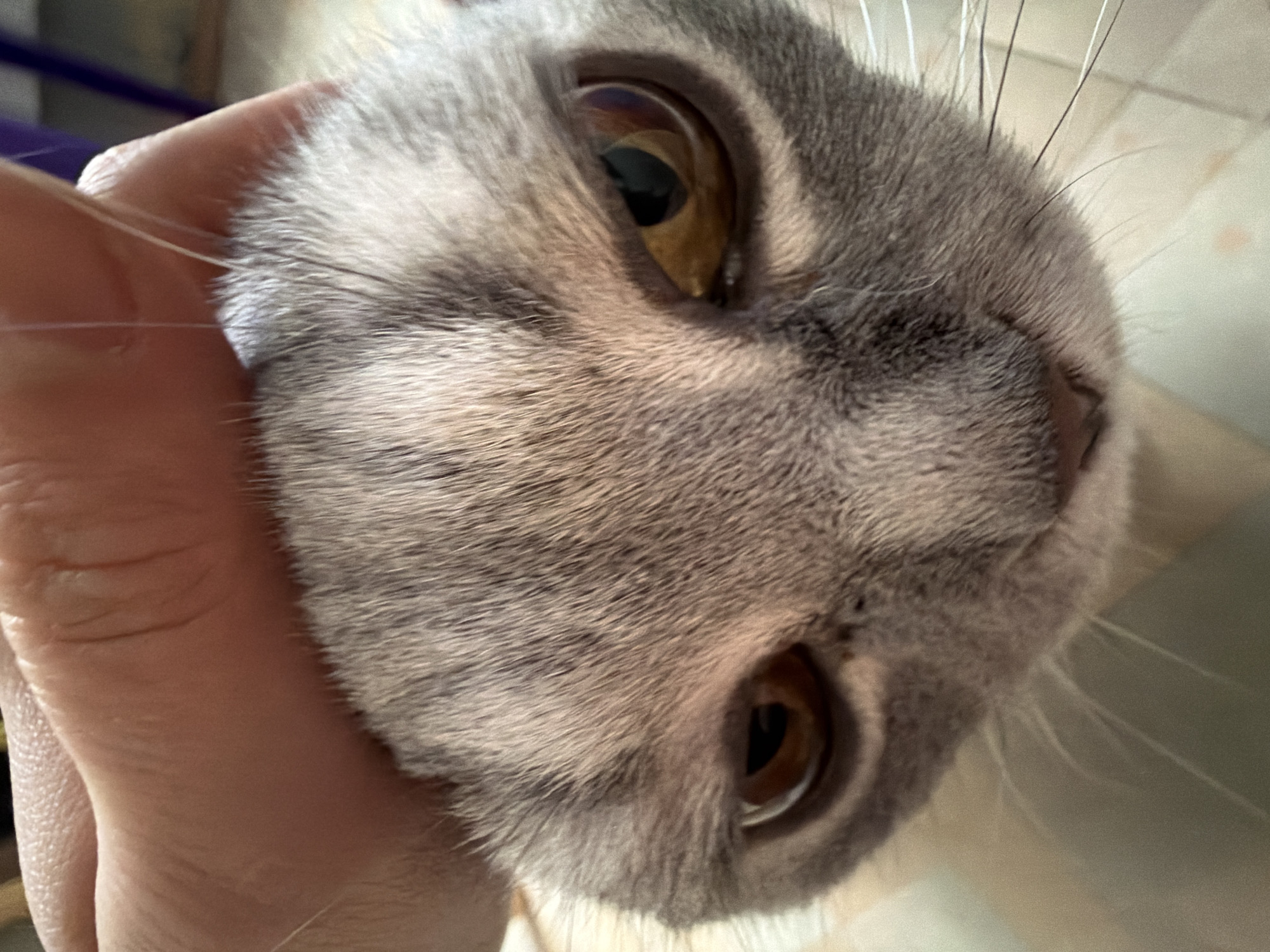The image presents a very close-up, eye-level portrait of a domestic cat's face, held by a human hand. The cat features short, dense grey fur with subtle tabby markings, and prominent, large, round amber-brown eyes with dark, dilated pupils. Its gaze is directed straight towards the camera, conveying a calm and attentive expression. A light-skinned human hand is visible on the left side of the frame, gently but firmly cupping the cat's head. Numerous white and some darker whiskers extend from the cat's muzzle.
The background is intentionally blurred, suggesting an indoor setting, likely a home, with soft, ambient lighting indicative of daytime. Indistinct light-colored surfaces are visible behind the cat, possibly a wall or floor. No specific objects other than the cat and the hand are clearly discernible. There is no visible text in the image. While the provided context indicates the location is Perm, Russia, no visual cues within the photograph itself confirm this geographical detail. The overall impression is one of a domestic animal in close interaction with its owner.