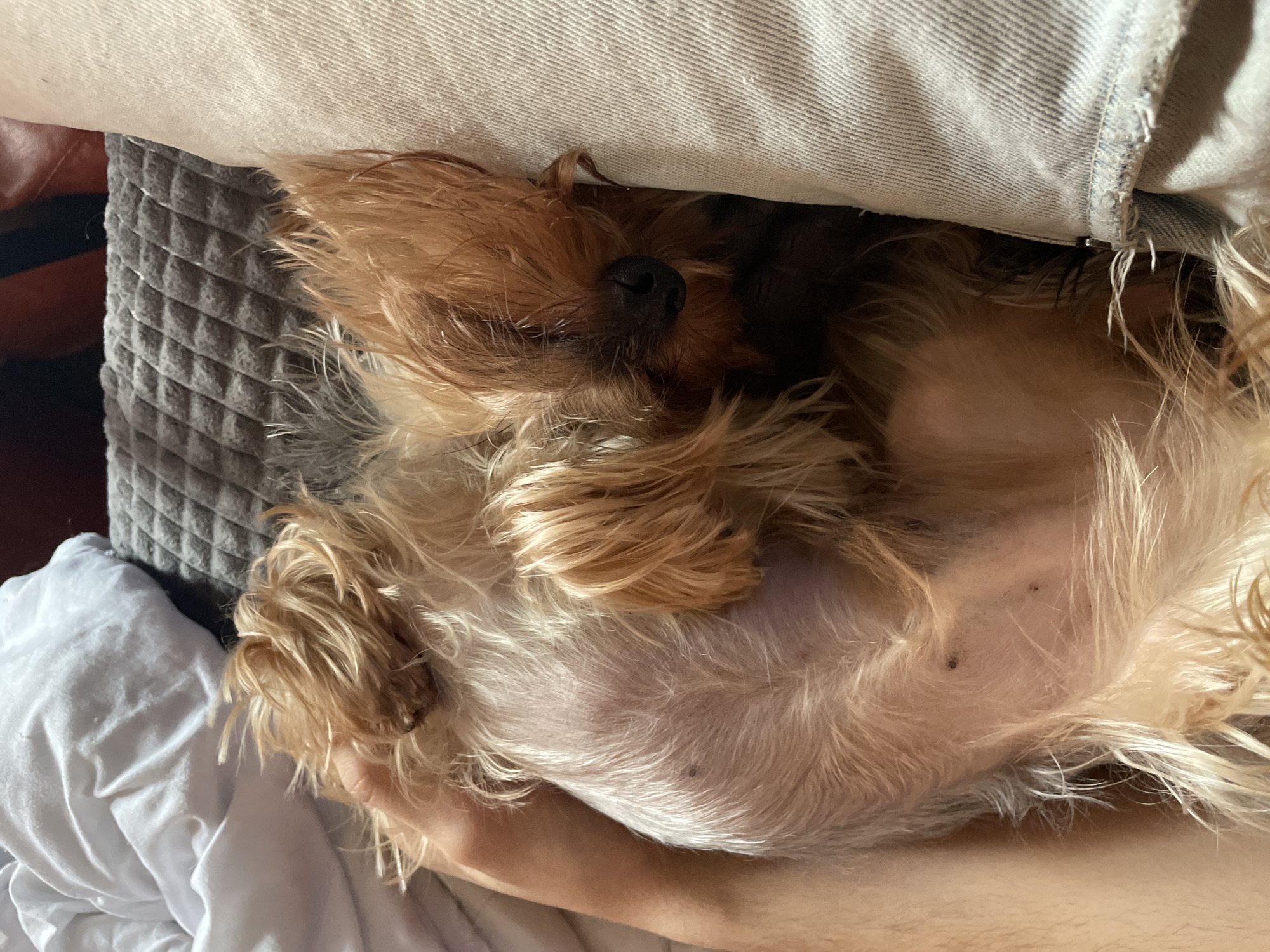 A small, light-brown, long-haired dog is lying on its back. Its belly is facing up, and its nose is tucked under a light-colored cushion. The dog is on a person's lap, which is covered in a white material. A gray quilted material and a light-colored denim material are in the background. The city of Burgas, Bulgaria is not evident in the image.