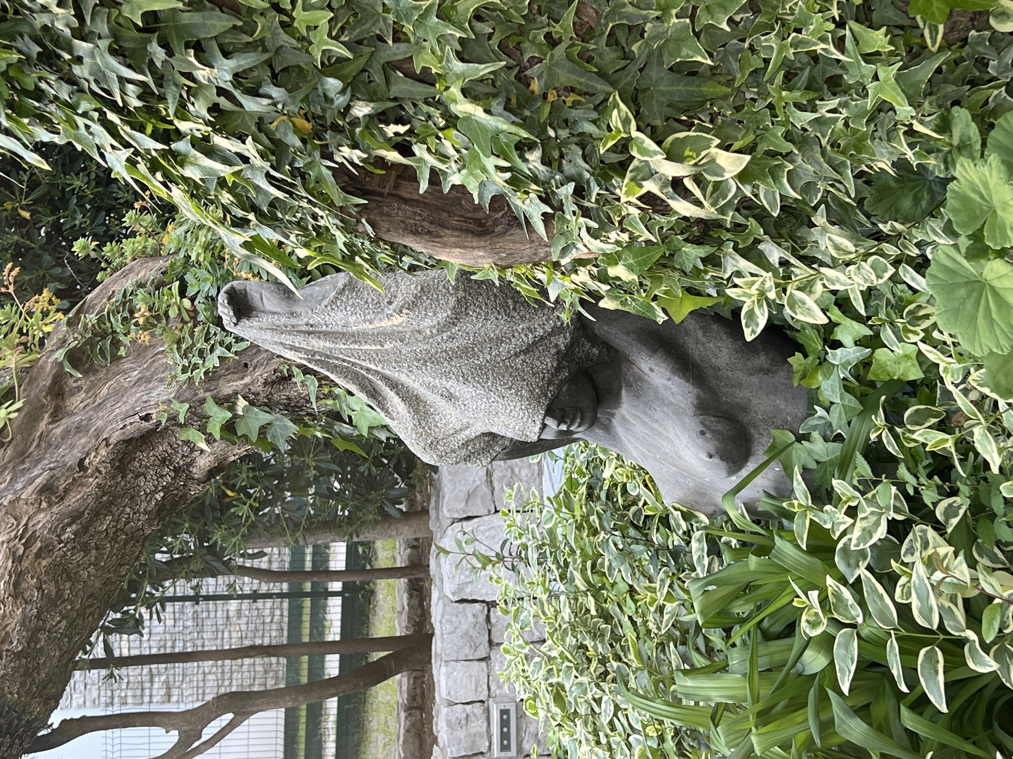 The image depicts a statue of a veiled woman, possibly made of concrete or a similar stone material, surrounded by lush green foliage, including ivy and other leafy plants. The statue is positioned near a stone wall and a tree, suggesting an outdoor setting like a garden or park.
In the background, a glimpse of a building with a fence or trellis can be seen. The statue's draping cloth and weathered appearance hint at age or artistic design.
While it is impossible to pinpoint the exact location within Petrovac na Moru without additional information, this setting appears to be a landscaped or maintained area, potentially a garden or public park.