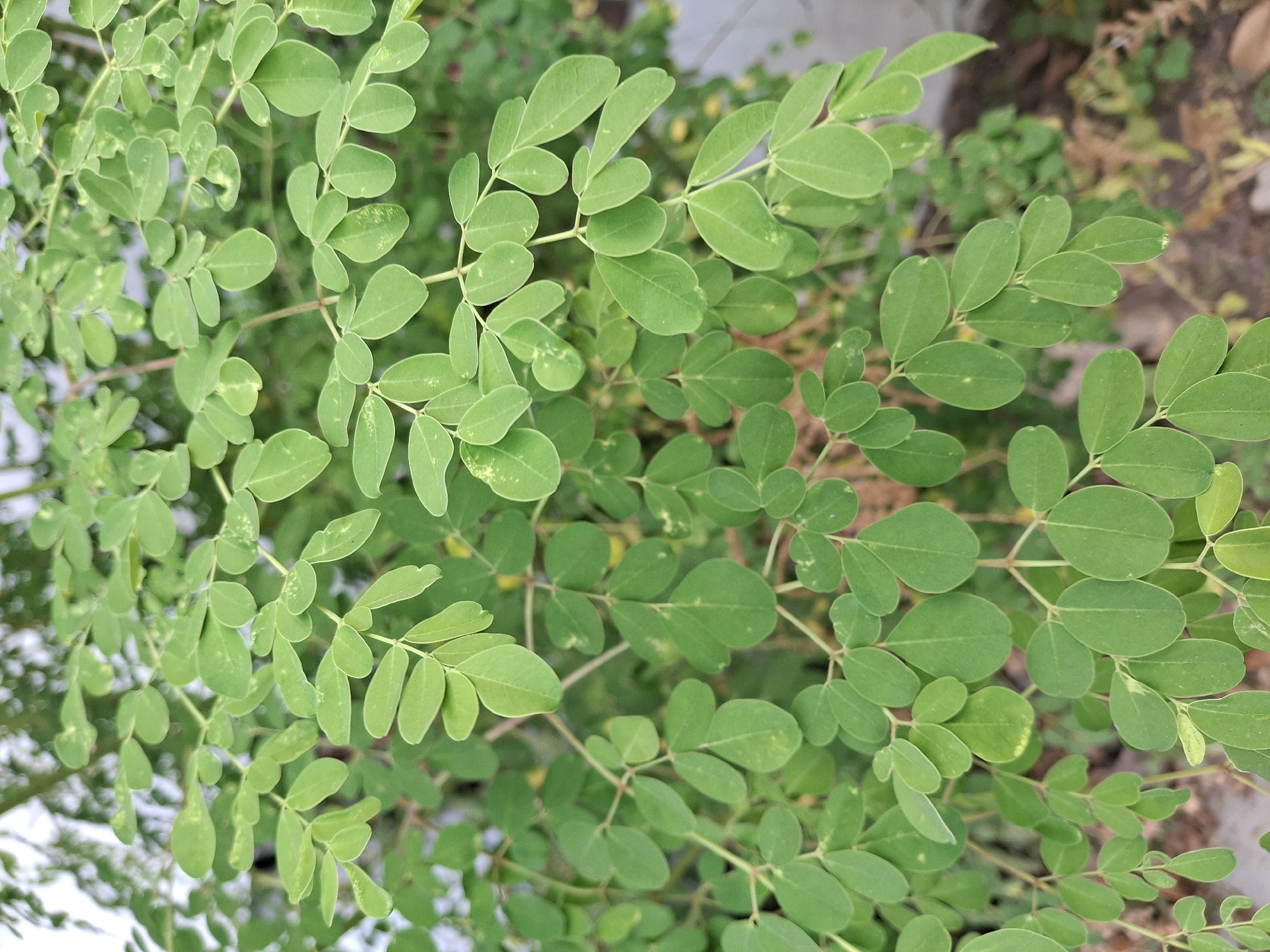 A close-up, eye-level shot captures the dense foliage of a moringa tree in Labruk Kidul, Indonesia. The image is dominated by numerous small, oval, bright green leaves clustered together on thin branches. Some leaves display subtle variations in color, with hints of yellow or lighter green, suggesting either natural variegation or minor environmental stress. The background is softly blurred, revealing a muted interplay of green, brown, and white, likely indicating other vegetation and possibly a wall or building. The overall impression is one of abundant, healthy plant life.
