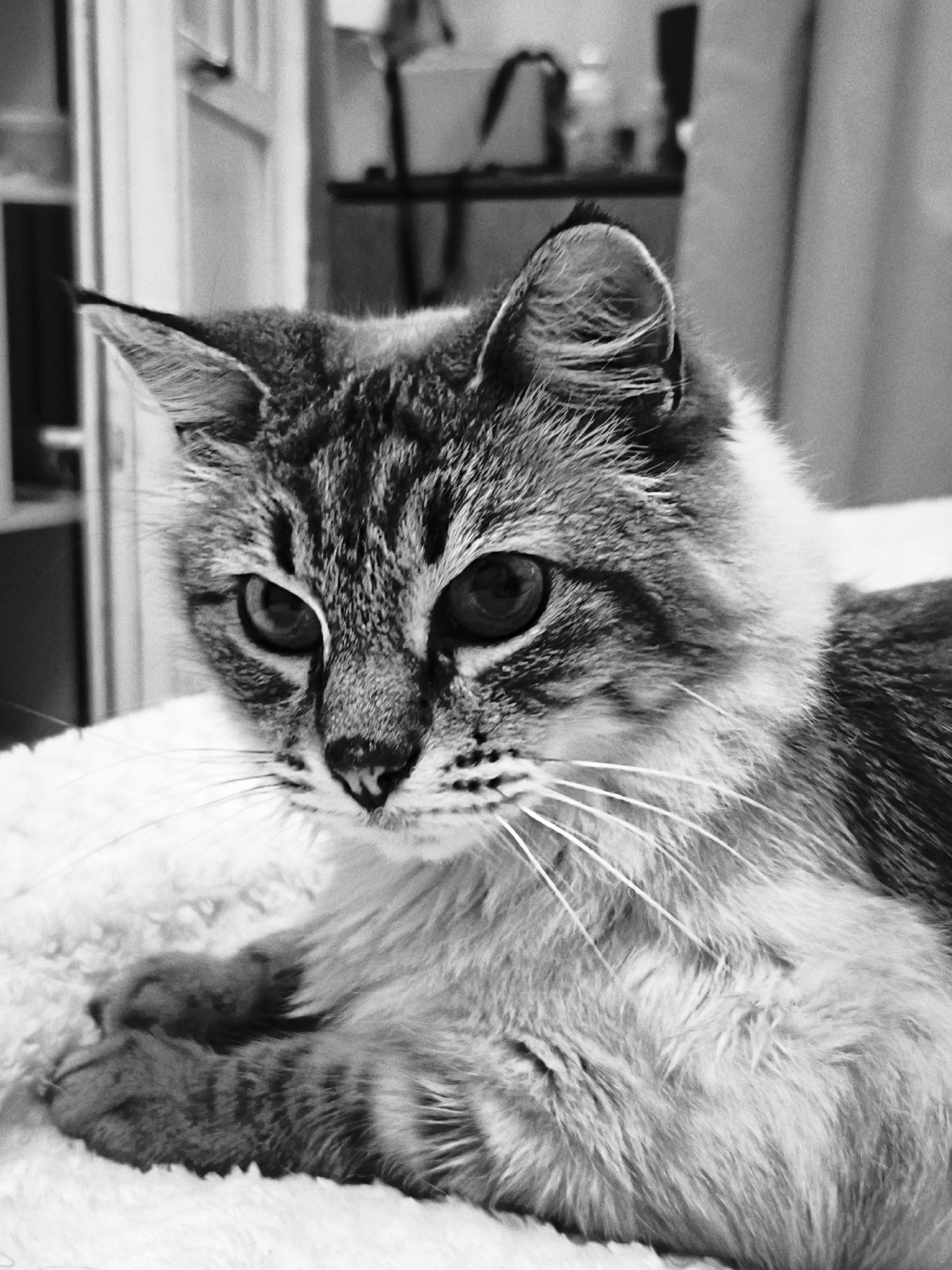 A black and white, close-up, medium shot depicts a cat with its paws curled under its chest, resting on a light-colored, textured surface, possibly a blanket or cushion. The cat has a patterned coat with darker markings around its face and lighter fur on its body. Its eyes are large and dark, and its whiskers are visible. The background is slightly blurred, showing a room interior with a door and a shelf with various items. The location is not discernible from the image. There is no evidence of human presence or interaction with the cat.