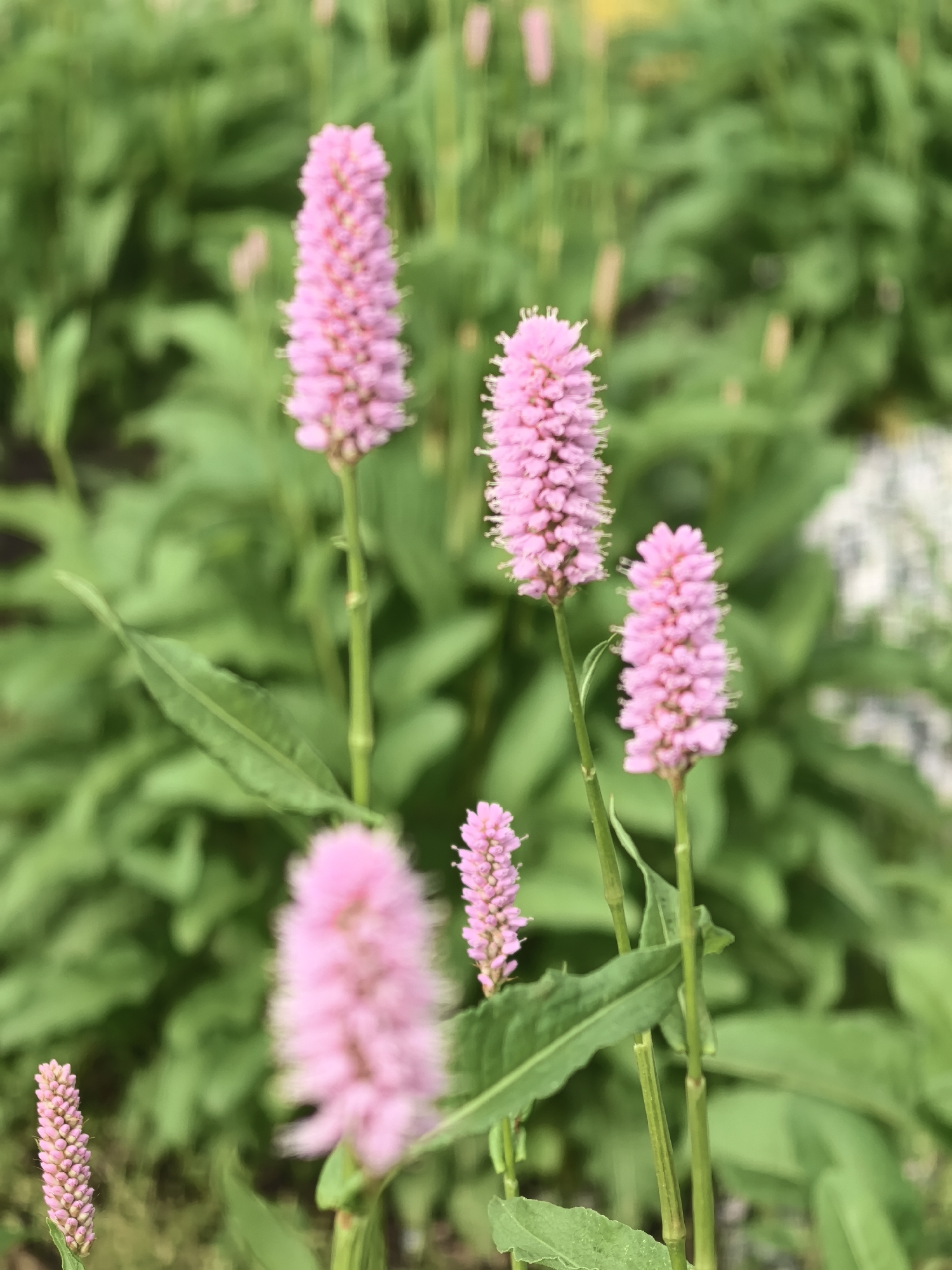 The image shows a close-up of several pink flowering plants, likely Bistorta officinalis (Common Bistort), against a backdrop of green foliage. The flowers are clustered in dense spikes, with varying degrees of focus indicating depth. The plants have green stems and lance-shaped leaves. The background is a blurred expanse of green plants, possibly a garden or meadow. There is no clear indication of the location being Perm, Russia, or any presence of people, subjects, objects, actions, or interactions beyond the plants themselves.