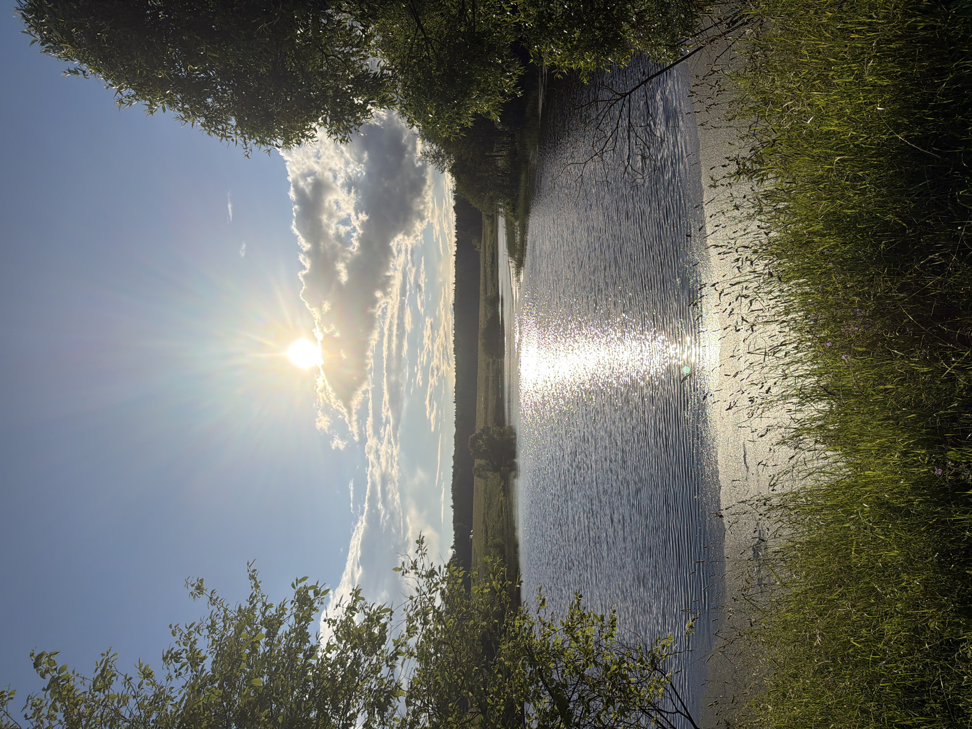 The image captures a tranquil scene of a lake in Satino-Russkoe, Russia, bathed in the warm glow of a setting sun. The sky is a brilliant blue, with fluffy white clouds scattered across it, catching the golden rays of the sun which bursts through them, creating a starburst effect. The sun's reflection shimmers across the rippling surface of the dark blue lake, creating a path of light that leads towards the horizon.
The lake is framed by lush green trees on either side of the foreground, their leaves dappled with sunlight. In the distance, the opposite bank of the lake is lined with a dark green forest, creating a natural backdrop. In the mid-ground, a small, solitary tree stands in the middle of the lake, adding a touch of picturesque charm to the landscape. The foreground is covered with tall, green grass, some of it already beginning to dry and turn golden, indicating the late stage of summer or early autumn. The overall impression is one of peaceful serenity and natural beauty, characteristic of a rural Russian landscape.