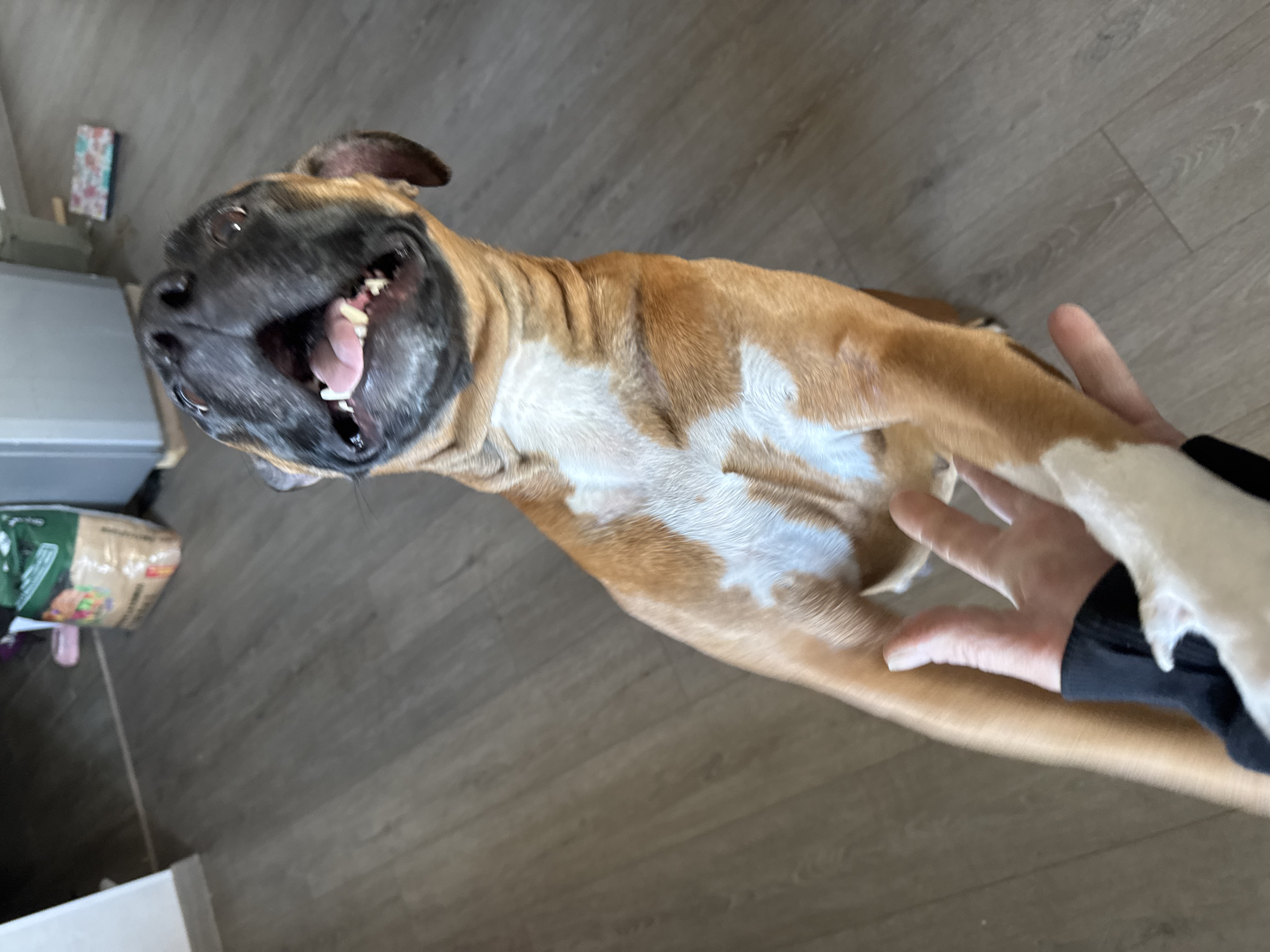A tan and white Boxer dog is lying on its back on a wood-look floor. The dog's mouth is open, showing its teeth and tongue, and a human hand is reaching towards its chest. The background includes a gray surface, possibly a countertop, and a bag of pet food. The location is unspecified; there is no indication it is in Chaikovsky, Russia.