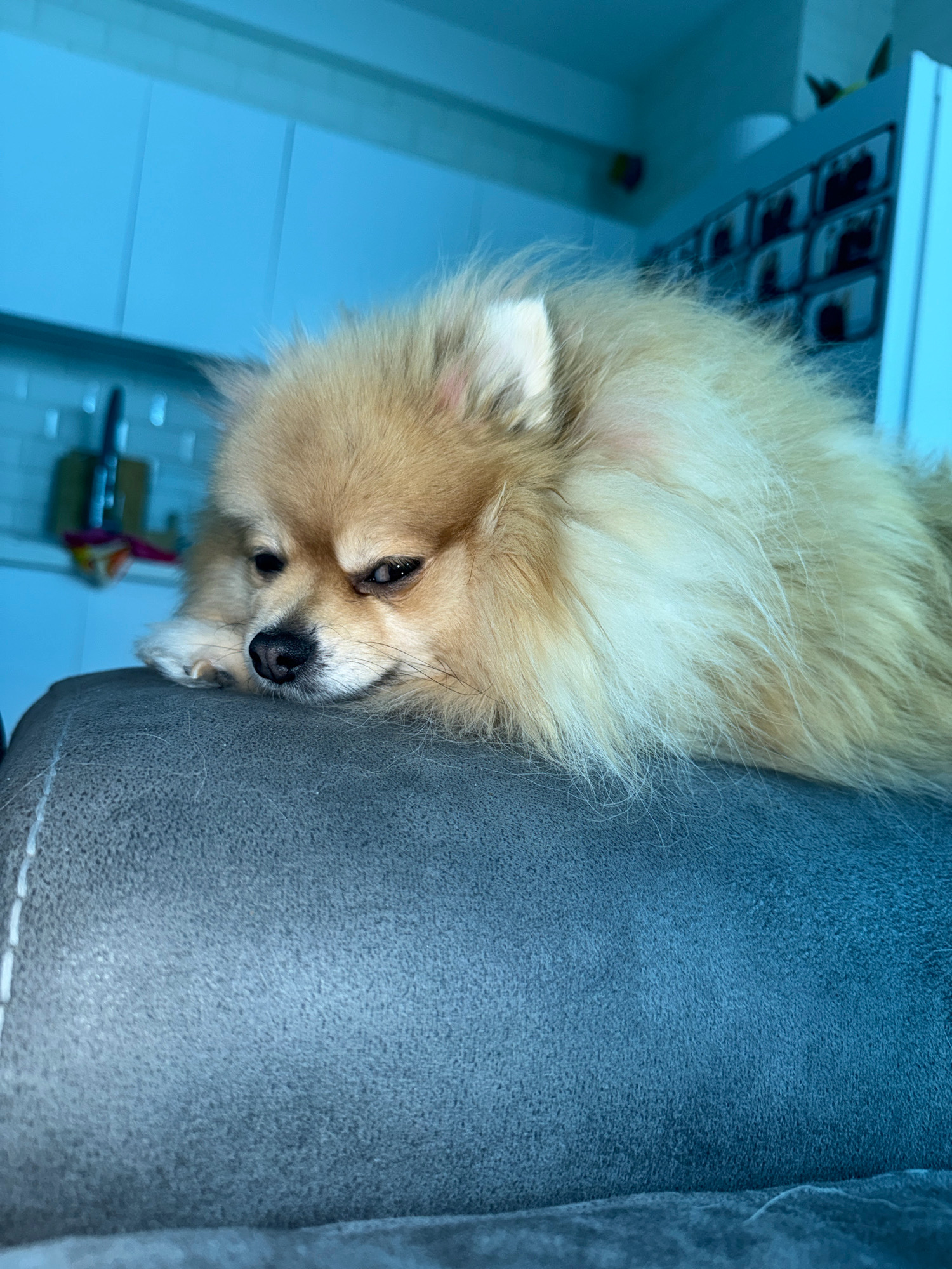 A Pomeranian dog lies with its head resting on a dark grey sofa cushion. The dog is facing left with its eyes partially closed and its ears perked up. Its fur is light brown and fluffy. The background is blurred and appears to be a kitchen or living room with light blue cabinets. There are some items on a shelf in the background, possibly framed pictures or containers. The lighting is dim, with a blueish tint. The image appears to have been taken indoors. The location is not specified as Tbilisi, Georgia.