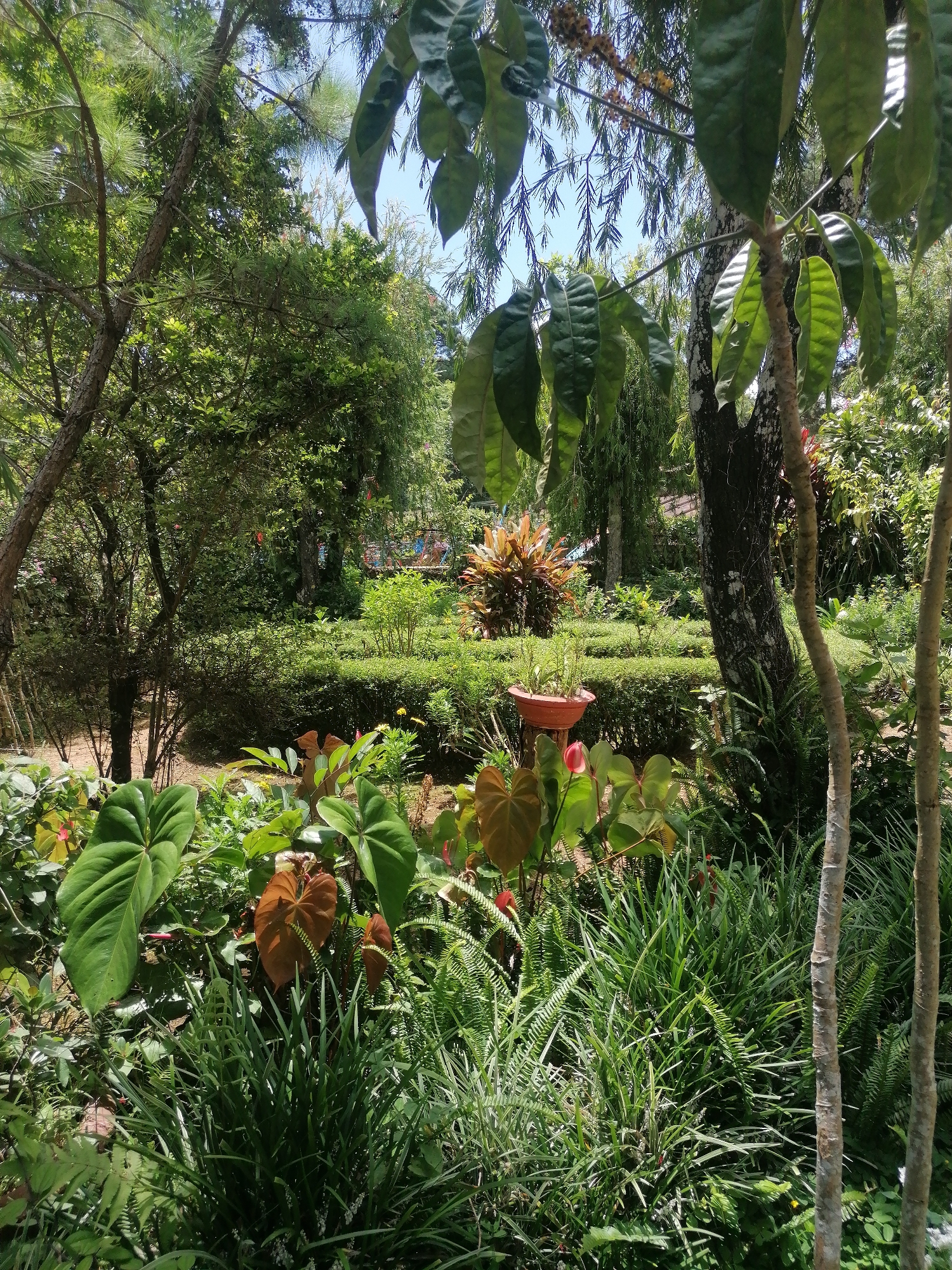 This image depicts a lush, verdant garden, likely part of a larger botanical display or park, given the manicured hedges and diverse flora. The scene is dominated by various shades of green from trees, bushes, and plants, with the presence of broad-leafed plants in the foreground and taller trees forming a canopy overhead. In the mid-ground, a circular arrangement of plants with reddish-orange foliage stands out, surrounded by neatly trimmed green hedges. A terracotta pot containing a plant and a single red flower are visible on a pedestal in front of these hedges. The background hints at structures, possibly a building or a fence, with blurred figures and colors suggesting human presence, though they are not the focus. The overall environment is that of a tranquil, well-maintained outdoor space bathed in natural light, indicating a daytime setting. Without specific landmarks, pinpointing the exact location within Da Lat, Vietnam, is not possible from the visual information alone, but the style of landscaping and plant types are consistent with gardens found in such tropical or subtropical regions known for their botanical attractions.