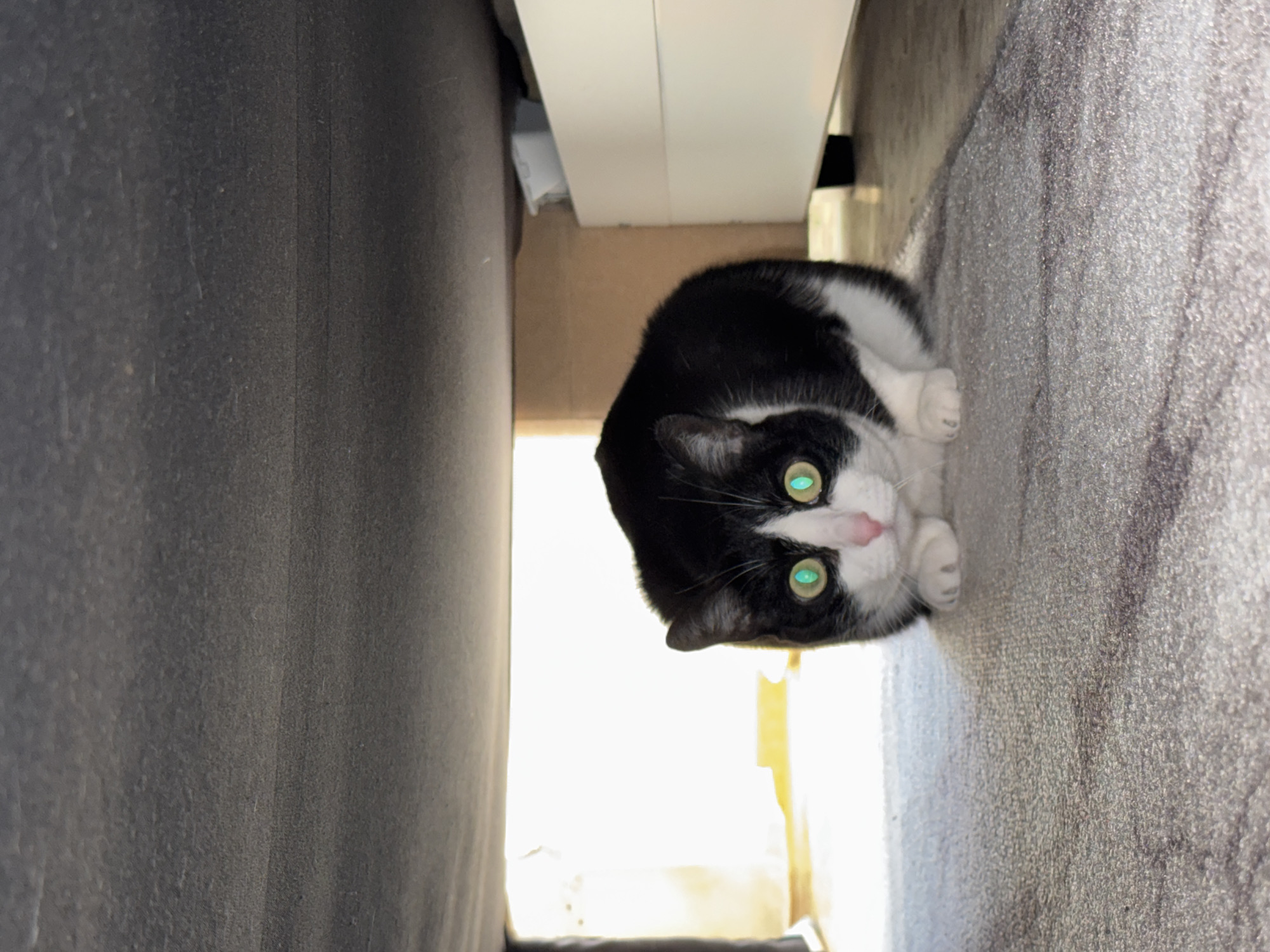 A black and white tuxedo cat with striking, bright green eyes is the central subject of this image. The cat is peeking out from a narrow space beneath a piece of furniture, possibly a bed or sofa. Its head, featuring a pink nose and prominent whiskers, is turned towards the viewer, displaying an alert and curious expression. The bright green reflection in its eyes suggests the use of a camera flash.
The cat's body is mostly hidden within the confined space, but one of its white paws is visible near its chin. The surrounding environment consists of dark, textured surfaces on either side, likely upholstery or carpet, creating a snug enclosure for the cat. Above the cat, a clean, white, flat surface of the furniture is visible. Behind the cat, a bright, diffused light source, possibly an open area or a window, indicates that the scene takes place during the daytime. The image itself appears to be rotated 90 degrees clockwise, placing the cat in an unusual orientation within the frame. There is no visible text in the image. The location context is Chaikovsky, Russia.