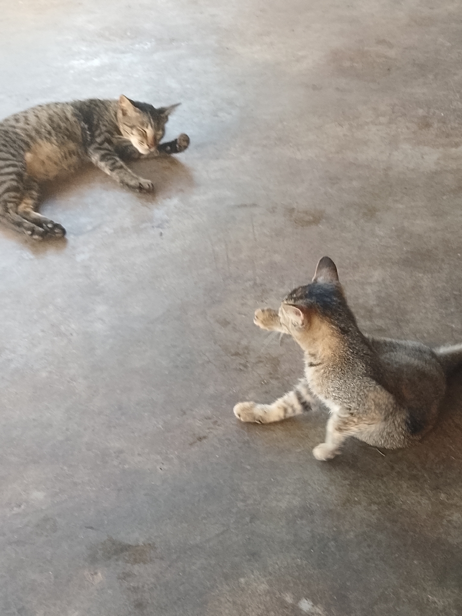 Two tabby cats are on a concrete floor. One cat is lying down with its eyes closed on the left side of the frame, while the other cat is sitting up with its front paws raised on the right side of the frame. The floor appears to be outdoors in Bukit Ketok, Indonesia.