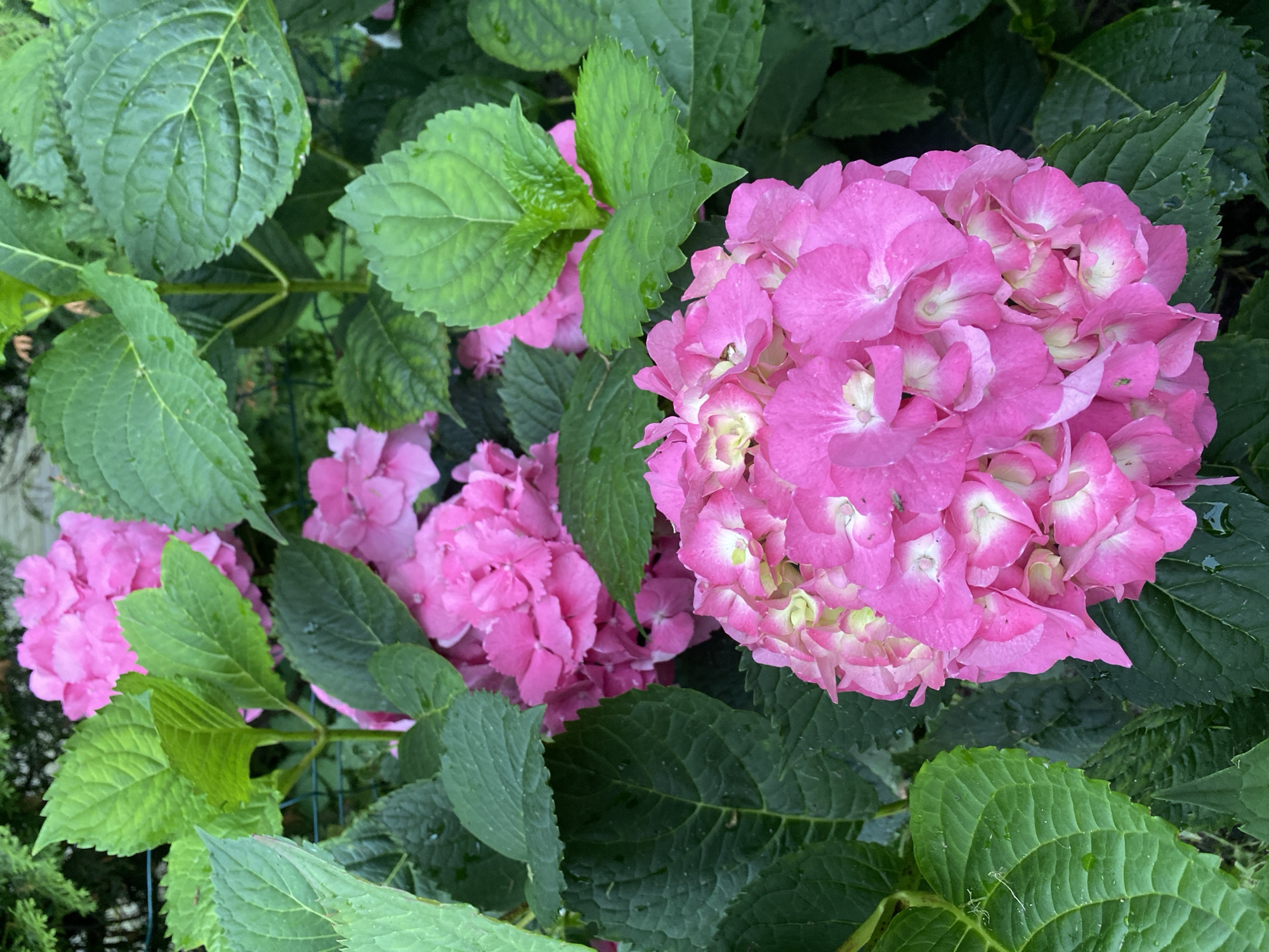 The image shows a close-up view of pink hydrangeas and green leaves. The flowers are in full bloom, with many small, densely packed petals. Some of the petals have lighter centers or edges, creating a subtle color variation. The leaves are a deep green, with prominent veins and a slightly textured surface. A few water droplets are visible on the leaves and petals, suggesting recent rain or watering. The background is blurred, but appears to be a garden setting with more foliage and possibly a fence. There are no people or animals in the image.
There is no information in the image to determine its location in the city of Kaliningrad, Russia.