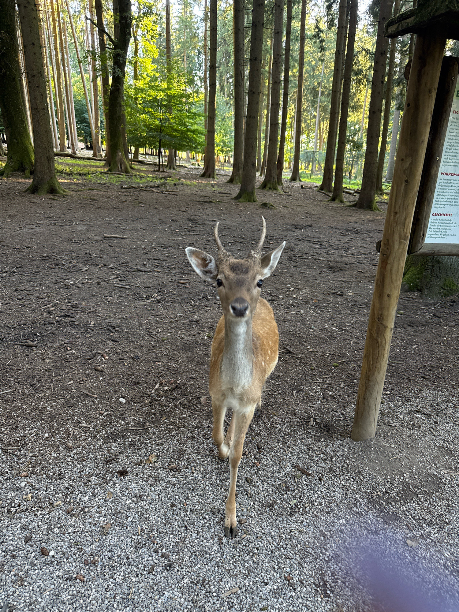 A young Fallow Deer stands in a forest clearing with a informational sign on a wooden post to its right. The deer is facing the camera, with its head slightly tilted. It has small antlers and its fur is a spotted brown. The ground is covered in dark soil and gravel, with fallen leaves and twigs scattered about. The forest behind the deer is dense, with tall trees and dappled sunlight filtering through the canopy. The informational sign is made of wood with German text. The scene is located in Poing, Germany.