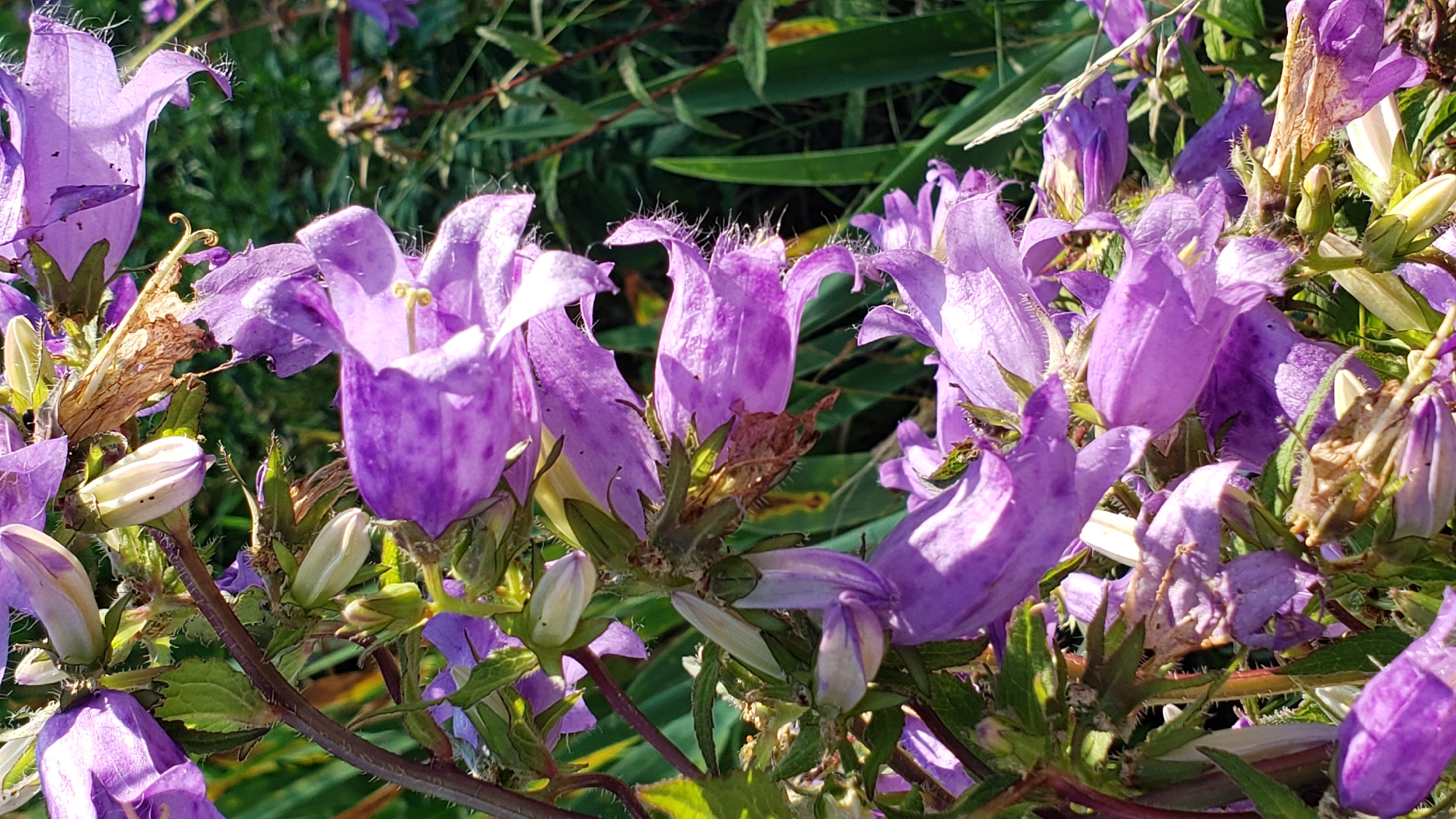 The image shows a close-up of purple bell-shaped flowers, likely campanula, with green foliage in the background. The flowers are in various stages of bloom, with some fully open and others still budding. The lighting suggests it is daytime, with sunlight illuminating the petals. The overall scene is natural and appears to be in a garden or meadow setting. The image does not contain any information that would allow for the identification of its location within the city of Prešov, Slovakia.