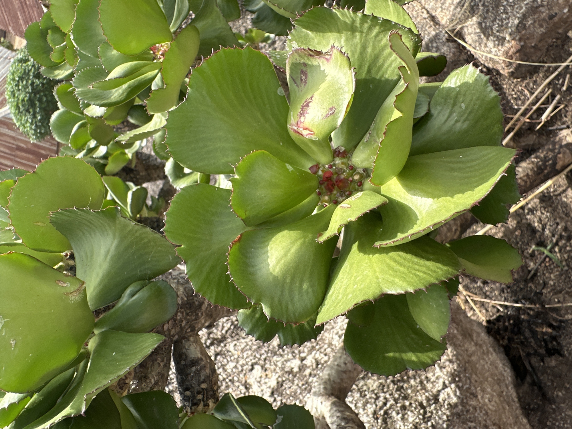 The image shows a succulent plant, possibly a Kalanchoe thyrsiflora (Paddle Plant), growing in an outdoor environment. The plant has large, fleshy, green leaves with slightly serrated edges. Some leaves have reddish edges or spots. At the center of the plant, there are small red or reddish-brown flower buds. The plant appears to be rooted in a coarse, sandy soil with rocks nearby. Some dry twigs are scattered on the ground. Based on the context of the city of Jos, Nigeria, the plant is likely growing in a garden or a cultivated area, given that it's not a typical arid climate plant. The presence of rocks and sandy soil suggests a relatively dry, rocky terrain, which is characteristic of some parts of Jos.