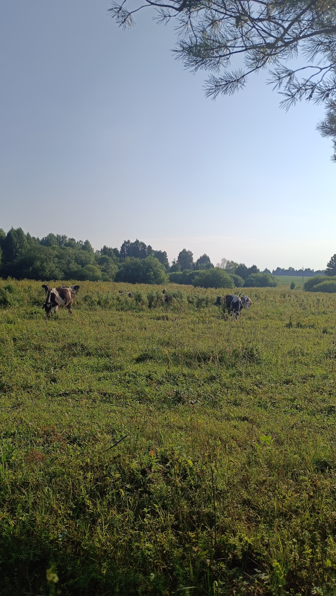 In a sunlit, grassy field under a clear blue sky, a herd of cows grazes. The field is lush and green, with tall grasses and wildflowers. In the background, a dense line of trees marks the edge of the field. A few branches of a pine tree are visible in the upper right corner of the frame. Two cows are clearly visible in the foreground: one is dark brown and white, grazing, while the other, further back, is black and white. Other cows are scattered throughout the field, some grazing and some standing. The scene appears to be in a rural area. The image does not provide information about the city of Karsha, Russia.