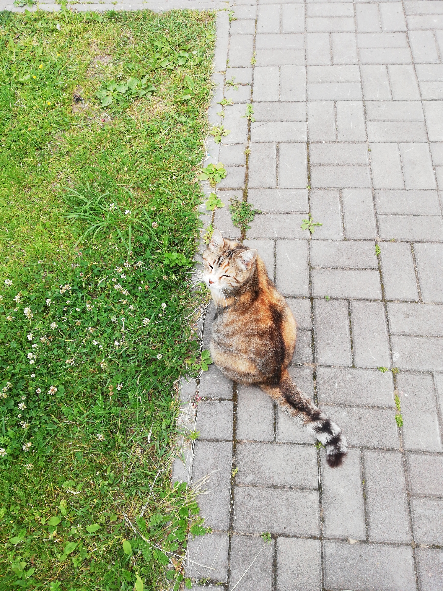 An overhead shot shows a calico cat sitting on a paved walkway with its hindquarters on the grass. The cat is looking to its left with its eyes partially closed, and appears to be relaxed. Its tail is curled up beside its body and its fur is a mix of brown, orange, and black. The walkway is made of rectangular gray pavers, and the grass is green with small white flowers scattered throughout. There are some small weeds growing between the pavers. The scene is outdoors, and the lighting suggests it is daytime. There is no visible text in the image.