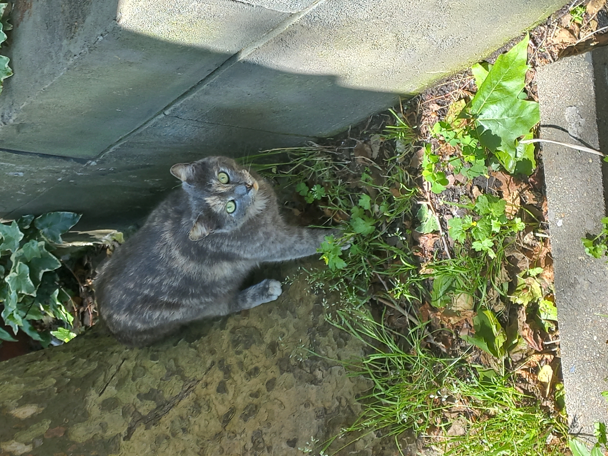 A gray tabby cat with green eyes lies on a rough, textured, light brown surface next to a garden bed. The garden bed contains various green plants, including grass, clover, and a larger leafed plant. The cat reaches a paw towards the plants. The cat is positioned close to a gray concrete wall with ivy growing nearby. The scene appears to be outdoors and well-lit. There is no evidence this image was taken in Sochi, Russia.