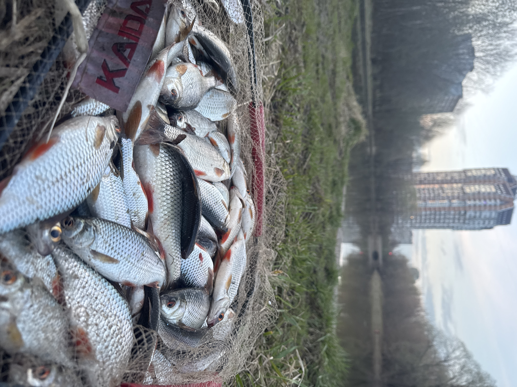 A net full of dead fish, predominantly roach, is positioned on a grassy area near a body of water reflecting a high-rise building. A sign labeled "KADA" is visible amidst the fish. The photo appears to be taken in Moscow, Russia. The reflections in the water suggest a calm surface, possibly a river or lake.