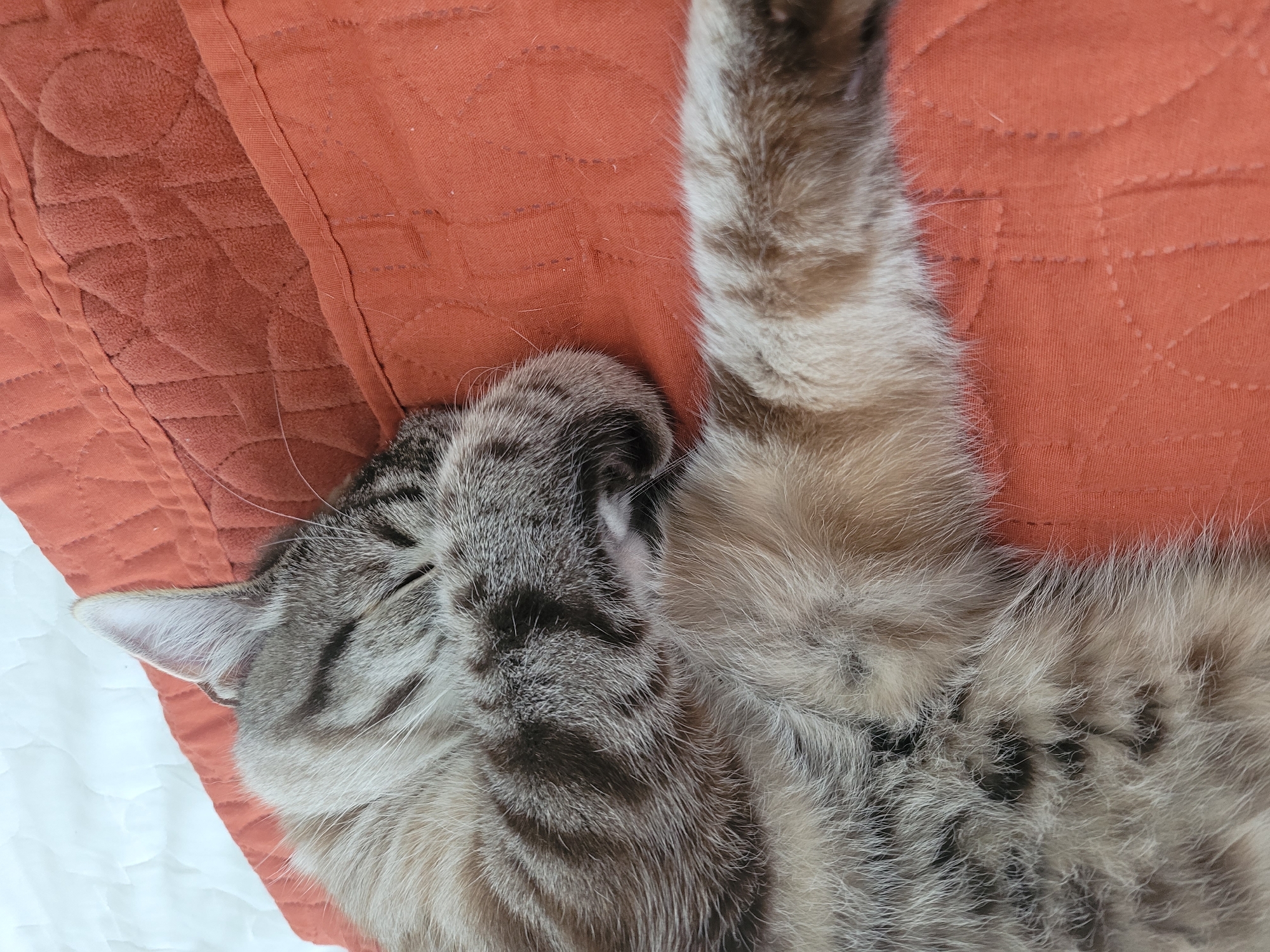 The media file shows a close-up, overhead view of a tabby cat sleeping on an orange quilted surface. The cat is curled up on its side, with its eyes closed and one paw extended upwards. The fur is a mix of grey, black, and white stripes. The orange surface appears to be a blanket or cushion, with a diamond-shaped quilting pattern visible. To the left of the orange surface, there is a white quilted surface, possibly a bedspread or another cushion. The lighting suggests it is daytime, and the indoor setting is warm and comfortable, ideal for a cat nap. The image conveys a sense of peace and relaxation, with the cat appearing completely at ease. There is no visible text in the image. The location context is Kyiv, Ukraine.