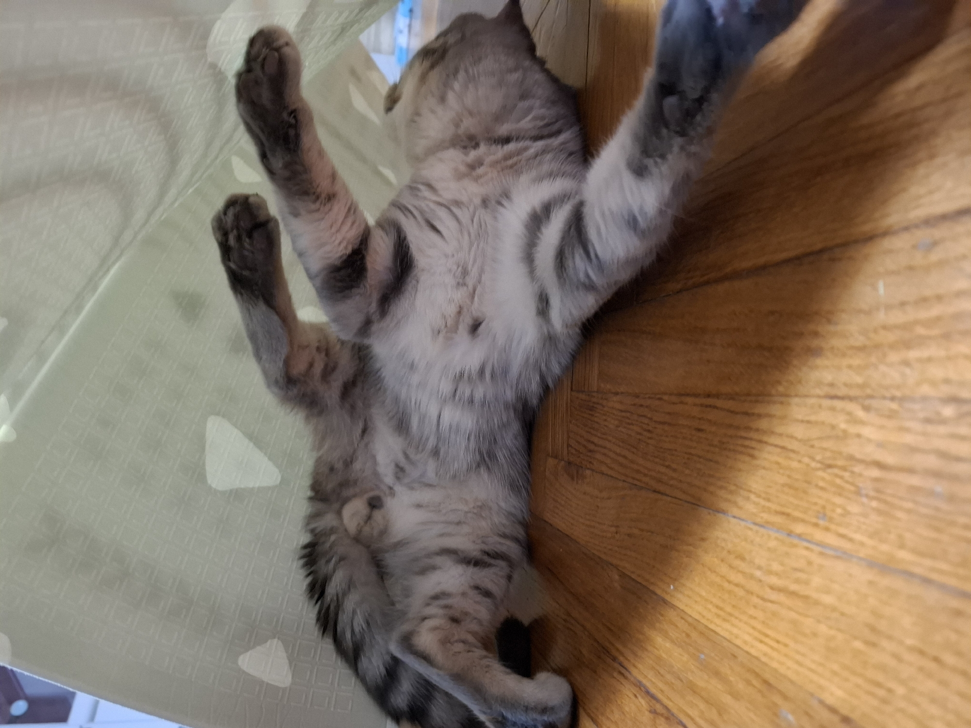A silver tabby cat is lying on its back on a wooden floor. The cat's paws are extended upwards, and its body is resting against a pale green patterned curtain. The scene is indoors. The location is unknown.