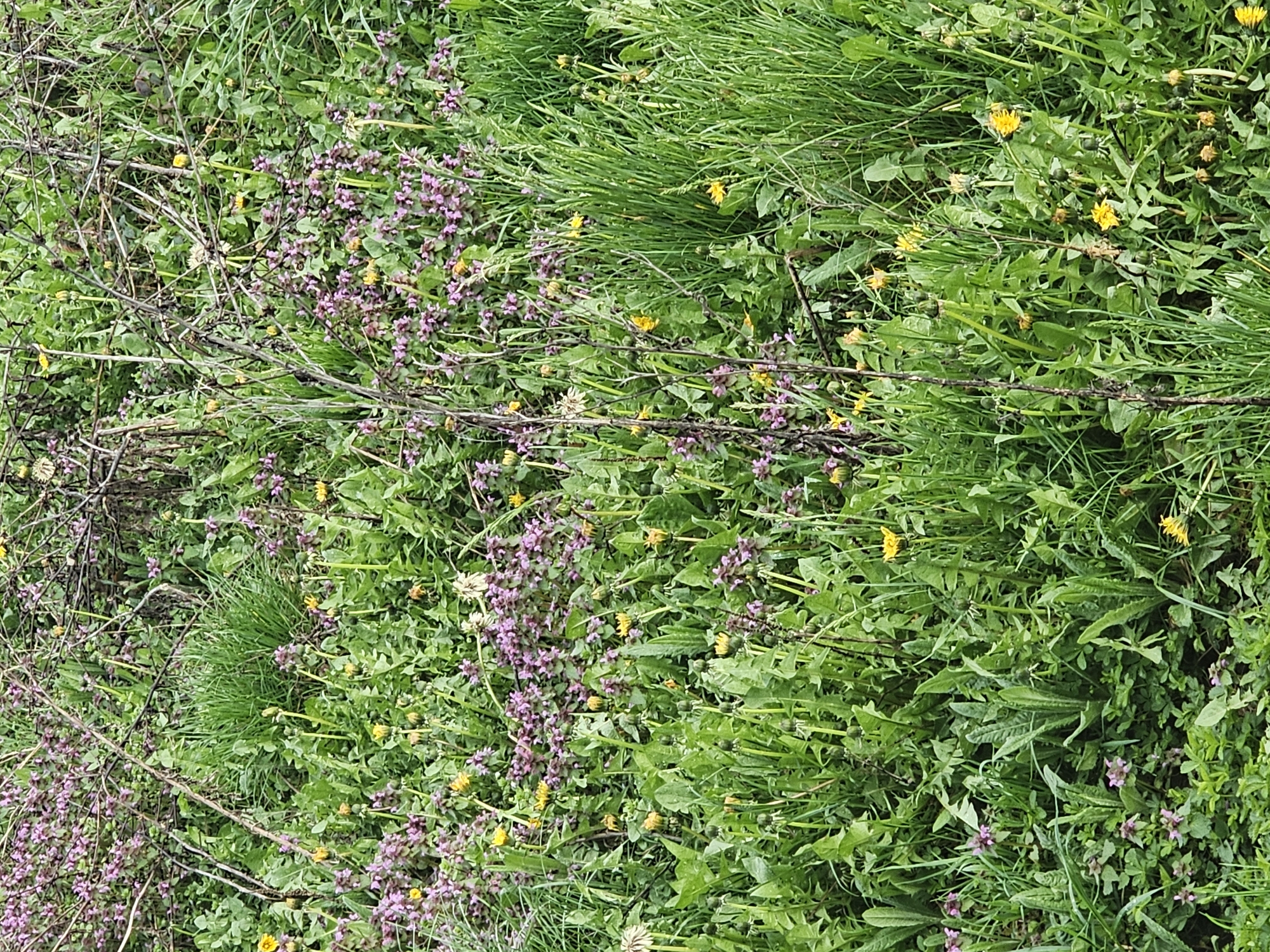 The image shows a patch of ground covered in various vegetation. Predominantly, there is grass, dandelion flowers (yellow), and purple dead-nettle flowers (purple). A few dead branches lie scattered across the vegetation. The image was taken in Rainovtsi, Bulgaria.