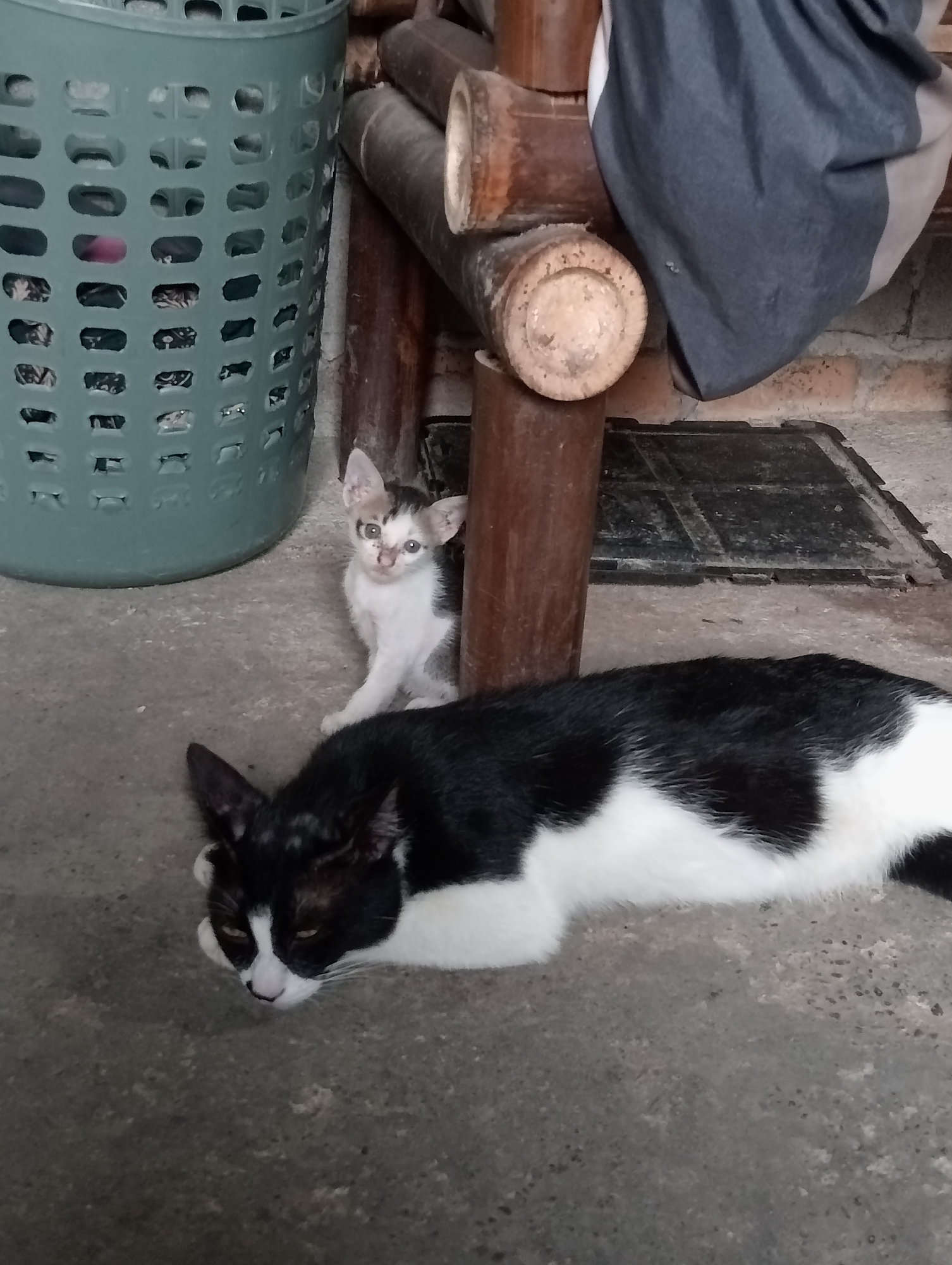 The image depicts a domestic scene in Kota Negara Timur, Indonesia, featuring two cats. In the foreground, a black and white cat is lying down on a concrete floor. Behind it, a small, black and white kitten is sitting upright, looking towards the camera. To the left of the cats is a large, green plastic laundry basket filled with clothes. In the background, there are bamboo poles, a dark fabric draped over them, and a brick wall. The overall environment suggests an outdoor or semi-outdoor space, possibly a backyard or patio.
