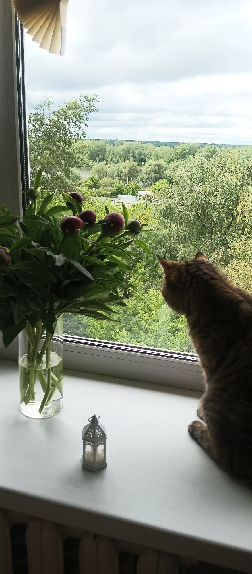 A medium shot captures a cozy indoor scene where a brown tabby cat gazes out a window. The cat is perched on a white windowsill, its back towards the camera. Beside the cat, a clear glass vase filled with water holds a bouquet of dark pink peony buds and lush green leaves. A small, white, ornate lantern sits on the windowsill as well.
The window offers a view of a green landscape, featuring dense trees and a small body of water in the distance, suggesting a rural or suburban setting. The sky is overcast, indicating a cloudy day. A partially drawn blind is visible at the top of the window.