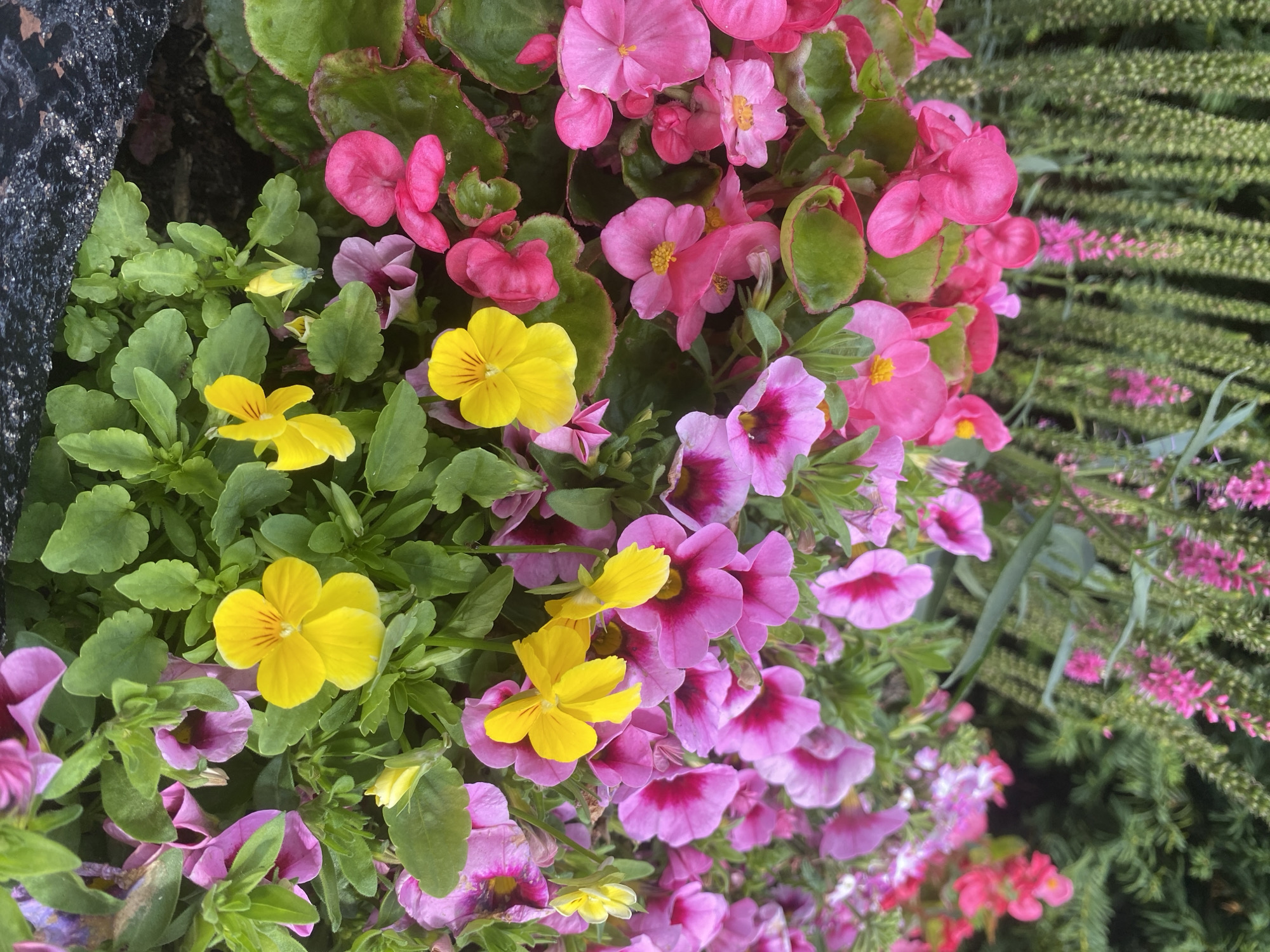 This is a close-up, eye-level, outdoor, vertical shot of a vibrant flower bed. The flowers are densely packed and include a variety of pink begonias with scalloped green leaves, pink petunias with dark centers, and yellow pansies. The background is out of focus, showing blurred green foliage and some pink flowers. The overall impression is one of lushness and color. There is no indication of Schwarme, Germany in the image.