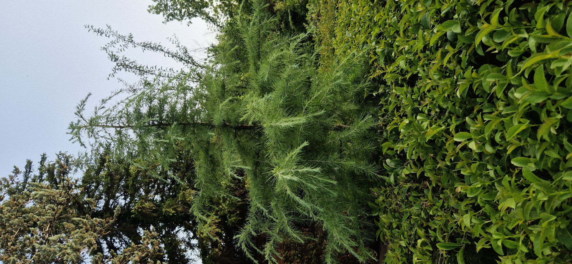 A lone, tall larch tree stands prominently in a garden, its green needles fanned out and drooping gracefully. The tree is surrounded by a dense carpet of smaller, lush green foliage in the foreground, creating a layered effect of vegetation. In the background, other trees, including what appear to be fir trees with their blue-green needles, create a darker, more textured backdrop. The sky above is a clear, pale blue, suggesting a peaceful, possibly evening or early morning setting. The image captures a serene natural scene, with the larch tree as the focal point of the composition.