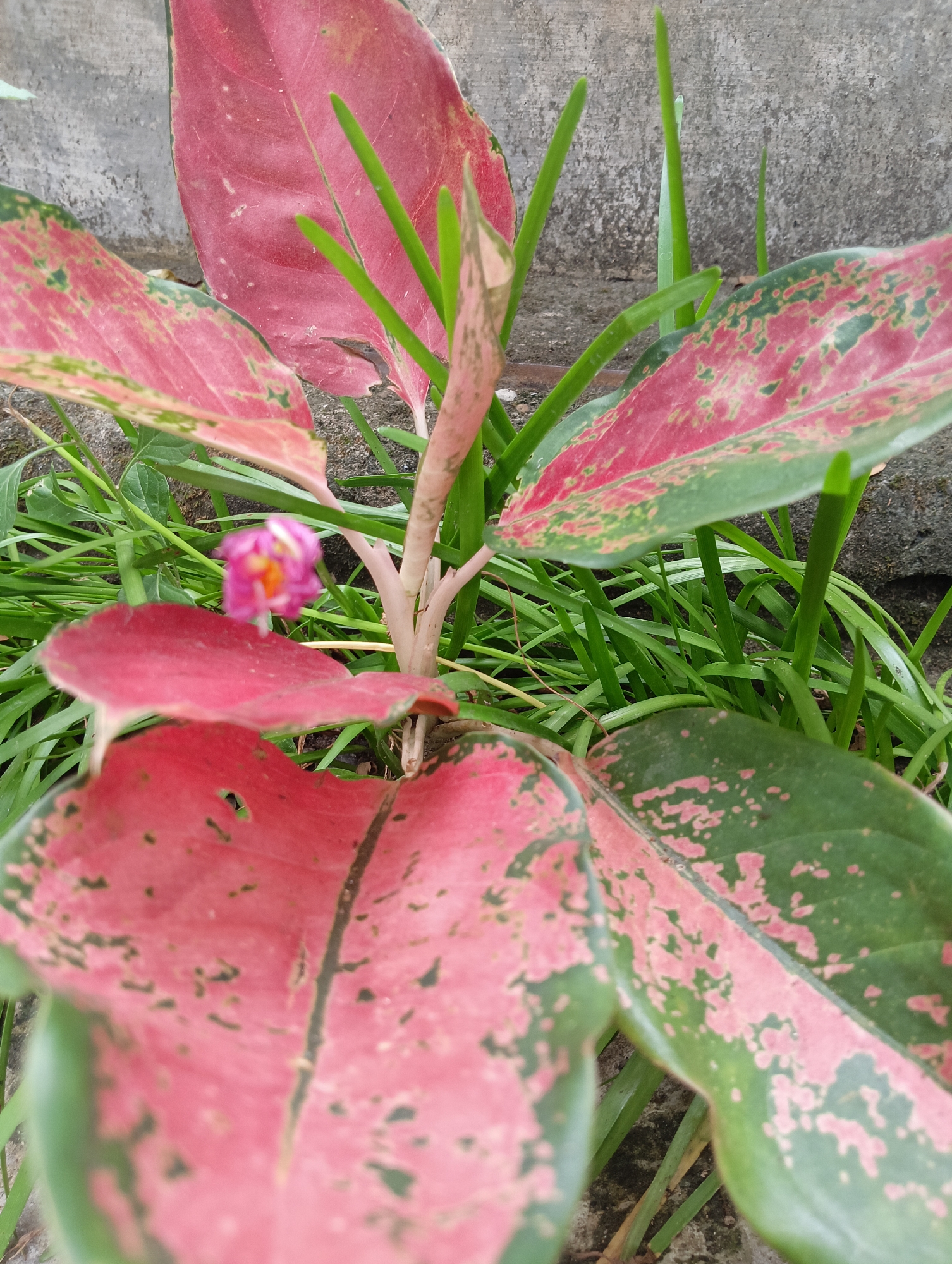 The image shows a close-up view of a vibrant Aglaonema plant with large, striking pink and green variegated leaves. The plant is situated outdoors, with a textured, gray concrete wall as the background. Lush green grass is visible growing around the base of the plant, interspersed with some pebbles or soil. A single, small, pink flower with yellow and orange accents is blooming near the center of the plant, partially obscured by the foliage. The lighting suggests it is daytime, and the overall impression is one of natural beauty in an urban or semi-urban setting. This scene could be found in a garden, a courtyard, or a residential area in Rayeukpayaitek, Indonesia.