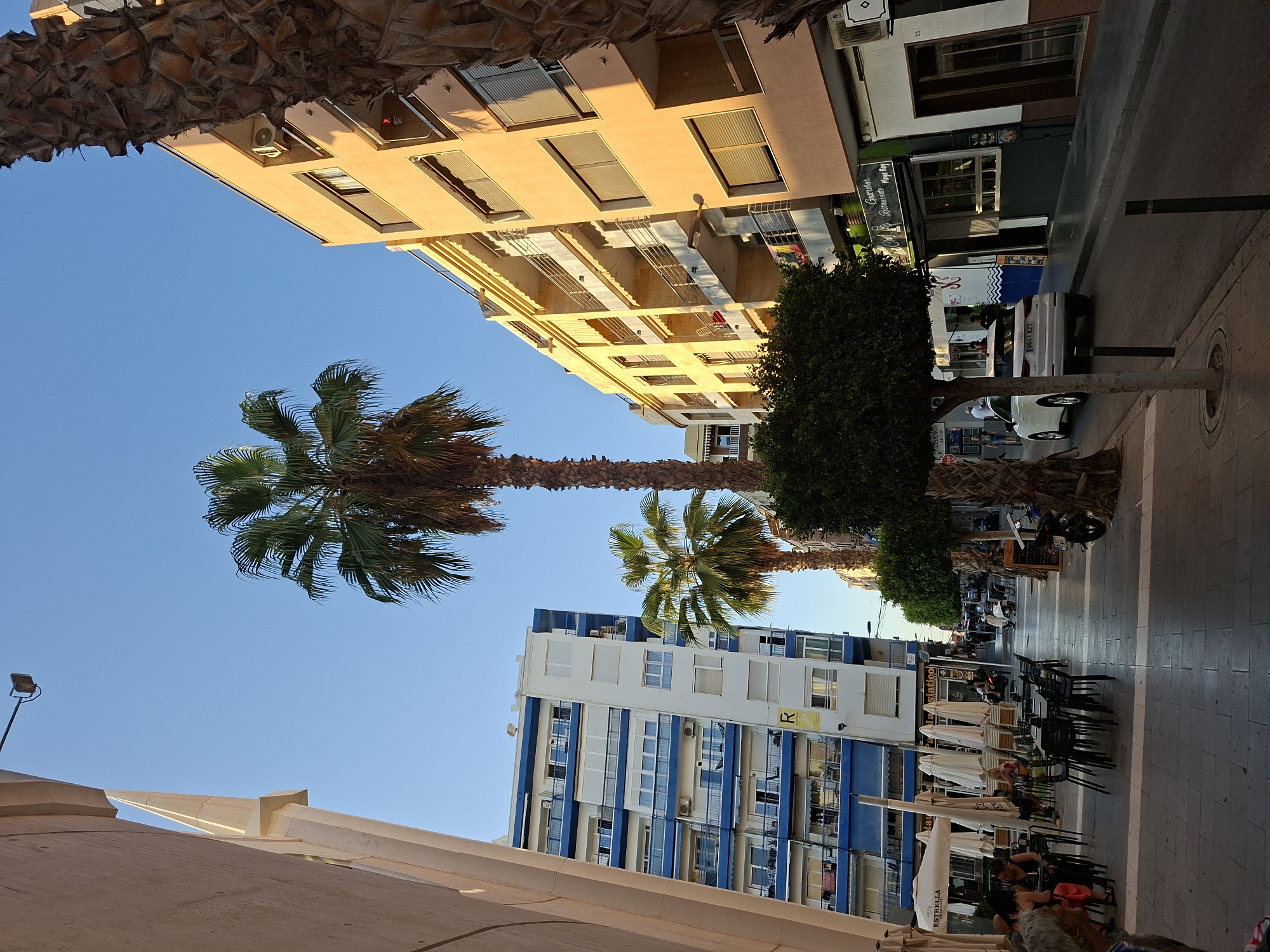 The image depicts a street scene in Torrevieja, Spain, likely during daylight hours with clear blue skies. The street is lined with multi-story buildings, a prominent white building with blue accents on the left and an orange-yellow building on the right. Both buildings feature multiple balconies and windows. In the foreground, to the left, an outdoor seating area with white umbrellas and tables is set up, suggesting a cafe or restaurant. A white car is parked on the right side of the street, partially obscuring the entrance to a building with a green awning and signage that reads "Gastronar Restaurante Maya Roy." Several palm trees are visible throughout the scene, including a tall one in the center and smaller, manicured trees lining the sidewalk. People are present, seated at the outdoor tables and walking along the sidewalk. Motorcycles are also parked along the street. The overall impression is a vibrant, urban environment with a Mediterranean atmosphere.
