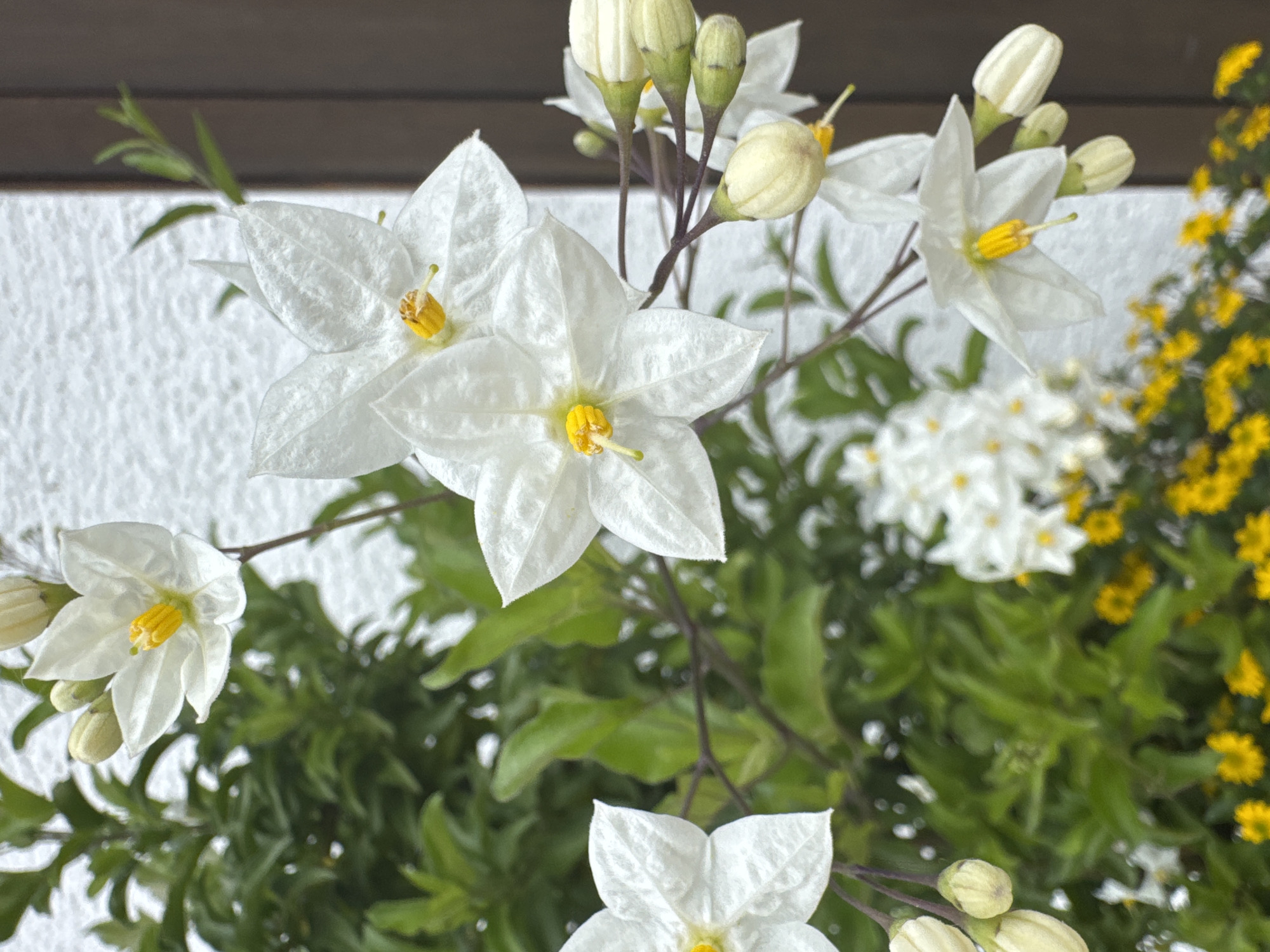 The image shows a close-up of white star-shaped flowers with yellow centers, likely jasmine or a similar blooming plant. The flowers are clustered on green stems with some buds also visible. In the background, a textured white wall and a dark brown vertical element, possibly a fence or door frame, are present. A patch of small yellow flowers is visible at the bottom of the frame, adding a contrasting color to the scene. The overall impression is of a blooming plant in a garden setting. The location is stated as Hohenbrunn, Germany. There are no people or animals in the image.