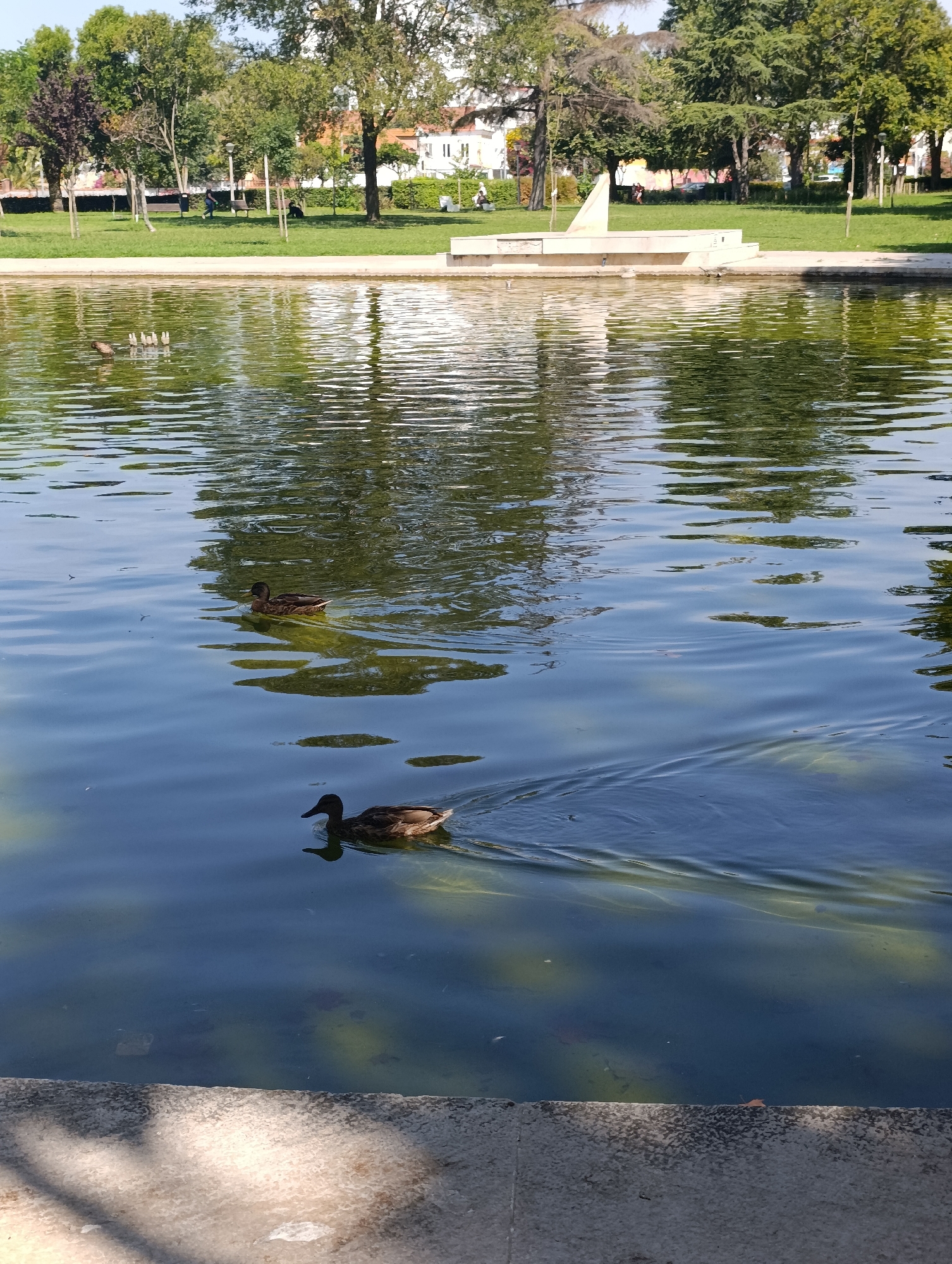 Two ducks swim in a pond. The pond is in a park with trees and buildings in the background. The park is located in the city of Setúbal, Portugal. The ducks are swimming in the same direction. One duck is ahead of the other. The water is calm and clear. The sun is shining and reflecting off the water.