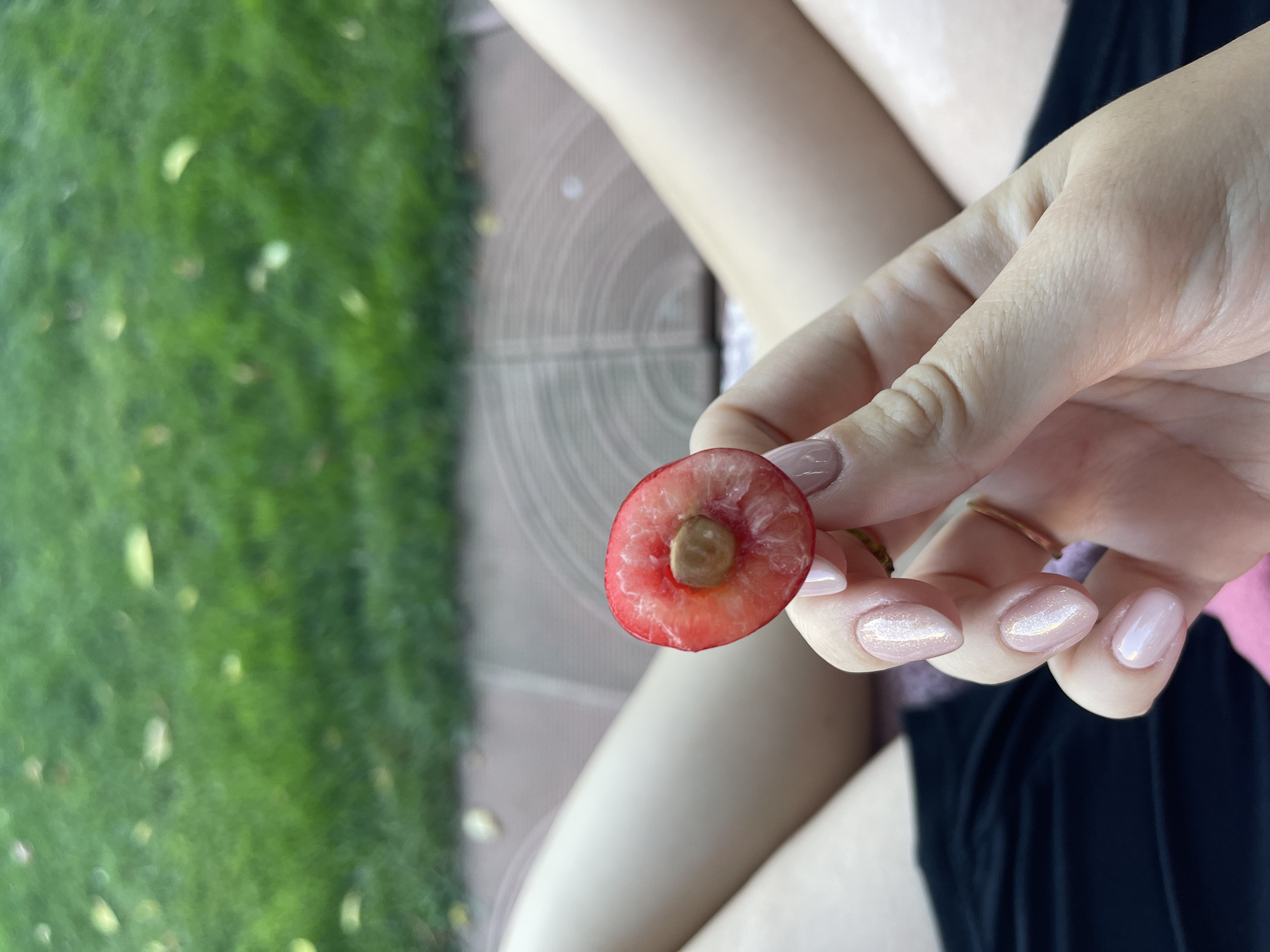 A person's hand, with manicured nails and a gold ring, holds a halved cherry. The cherry's flesh is red, and the pit is exposed in the center. The person is wearing a dark garment, possibly shorts or a skirt, and the background includes green grass and a patio. The image does not contain enough information to determine a specific location in Sofia, Bulgaria.
