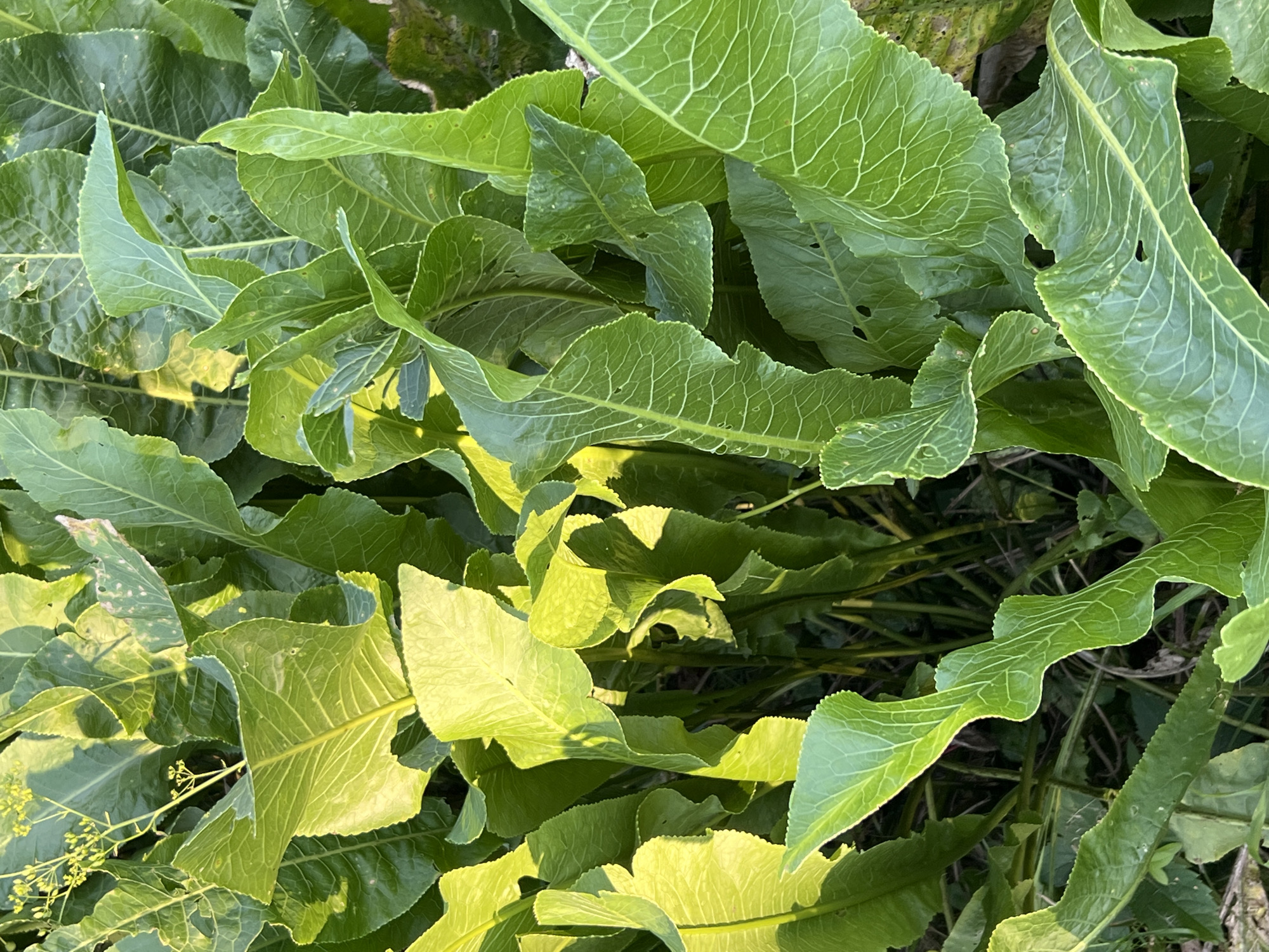 A close-up, eye-level shot captures a dense cluster of large, vibrant green horseradish plants in Strakhovo (Sitnikovskii S/S), Russia. The leaves are broadly ovate to oblong with deeply serrated, wavy edges, and prominent white veins forming a reticulate pattern. Some leaves exhibit holes and minor blemishes. The plants are illuminated by warm, low-angle sunlight, creating bright highlights on the glossy surfaces of the leaves and casting shadows that add depth to the dense foliage. In the upper left corner, a delicate stalk with small yellow flowers is visible, indicating the plant is in bloom. The background consists of darker green foliage and indistinct shadowy areas, suggesting a natural outdoor environment, possibly a garden or field. No people or animals are present.