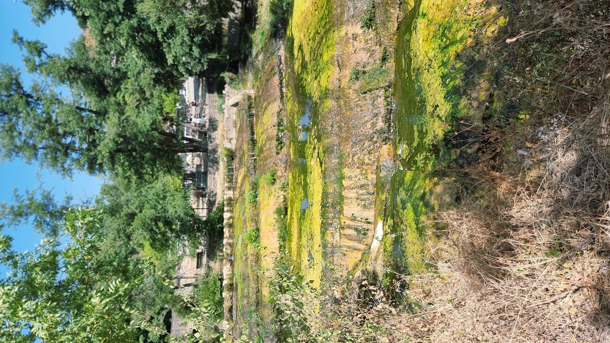 The image depicts a natural scene with a body of water that appears to be a stream or shallow river. The water is partially covered with vibrant green algae, giving it a textured, almost marbled appearance in some areas. The water flows over what looks like a series of low, stepped rock formations or terraces. The surrounding environment is lush with vegetation. In the foreground, there are dry, brown grasses and some leafy green plants. In the background, there are mature trees with dense green foliage, and beyond that, a glimpse of buildings and some people. The sky is clear and blue. The scene is likely a natural landscape within or near the town of Rupit, Spain, given the description of the location.