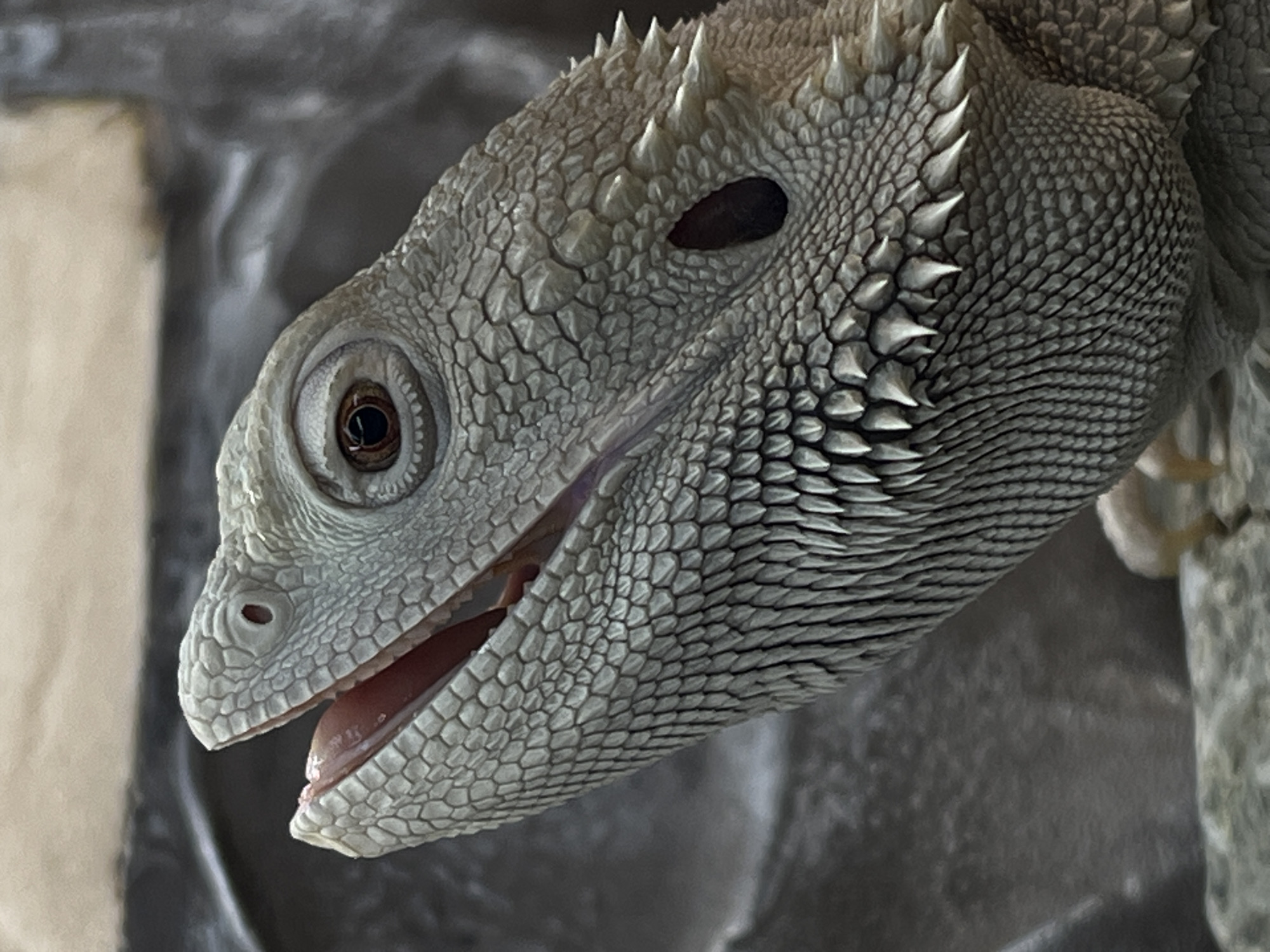 A detailed, close-up photograph captures the head of a light-colored lizard, likely a bearded dragon or a similar species, against a soft, out-of-focus background. The lizard's head is angled slightly, with its left eye (from the viewer's perspective) clearly visible and open, revealing a dark brown iris and a black pupil. The right eye appears as a dark, elliptical cavity due to the angle and possibly a closed eyelid or deep socket.
The lizard's skin is covered in intricate, highly textured scales. These scales are a pale, grayish-white, and vary in shape and size. Smaller, polygonal scales cover much of its face, while more prominent, conical, and spiky scales form crests along the side of its head and neck. Its mouth is slightly open, revealing a smooth, reddish-pink tongue and the pinkish interior of its mouth. Nostrils are visible on the snout.
The background is a soft blur of muted tones, including shades of gray, beige, and dark brown, suggesting an indoor setting or an enclosure, without any specific identifying landmarks or features. There is no visible text. The lighting is soft, emphasizing the detailed texture of the lizard's scales and features.