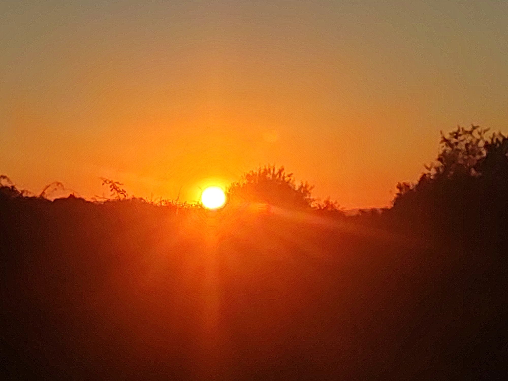 This image depicts a sunset over the town of Sobradillo, Spain. The sun, a bright white orb with radiating rays of orange light, is partially obscured by the dark silhouettes of trees and vegetation along the horizon. The sky is a gradient of warm oranges and yellows, transitioning to a lighter beige at the top of the frame. The foreground is dominated by the dark, blurry shapes of the landscape, with a distinct halo effect around the sun due to the light's intensity. The overall impression is one of a serene and picturesque natural scene.