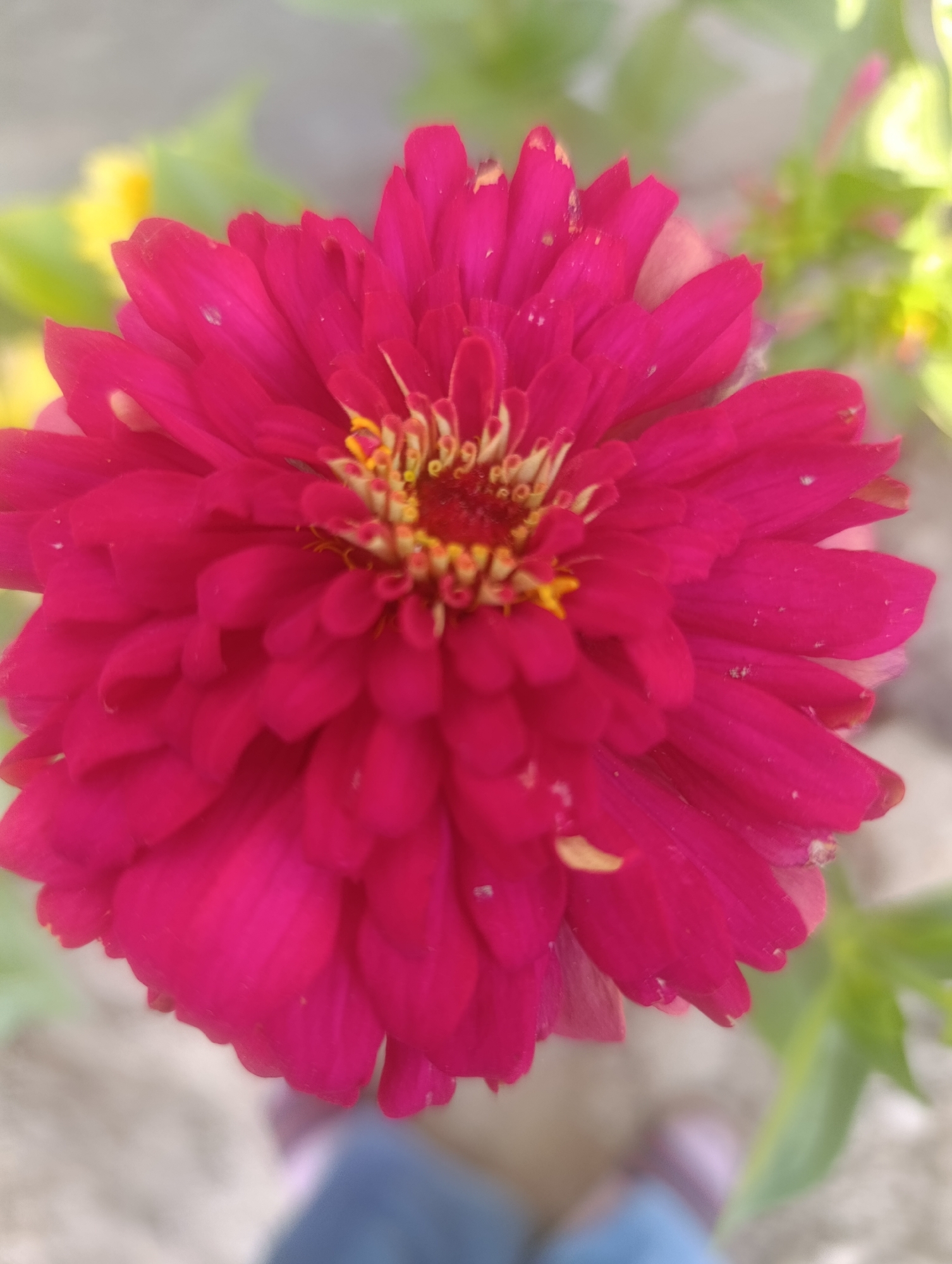 A close-up, slightly blurry photograph captures a vibrant fuchsia-colored zinnia flower in full bloom. The flower is the dominant subject, filling most of the frame with its layered petals. The center of the flower displays a cluster of yellow stamens. In the background, out-of-focus green foliage and hints of yellow flowers are visible, suggesting a garden setting. The ground beneath the flower is also out of focus, with the blurred shapes of what appear to be two individuals' legs wearing shoes, suggesting they are standing nearby. The overall impression is that of a bright, sunny day in an outdoor location. No specific landmarks or features definitively place this image in Kochkor, Kyrgyzstan.