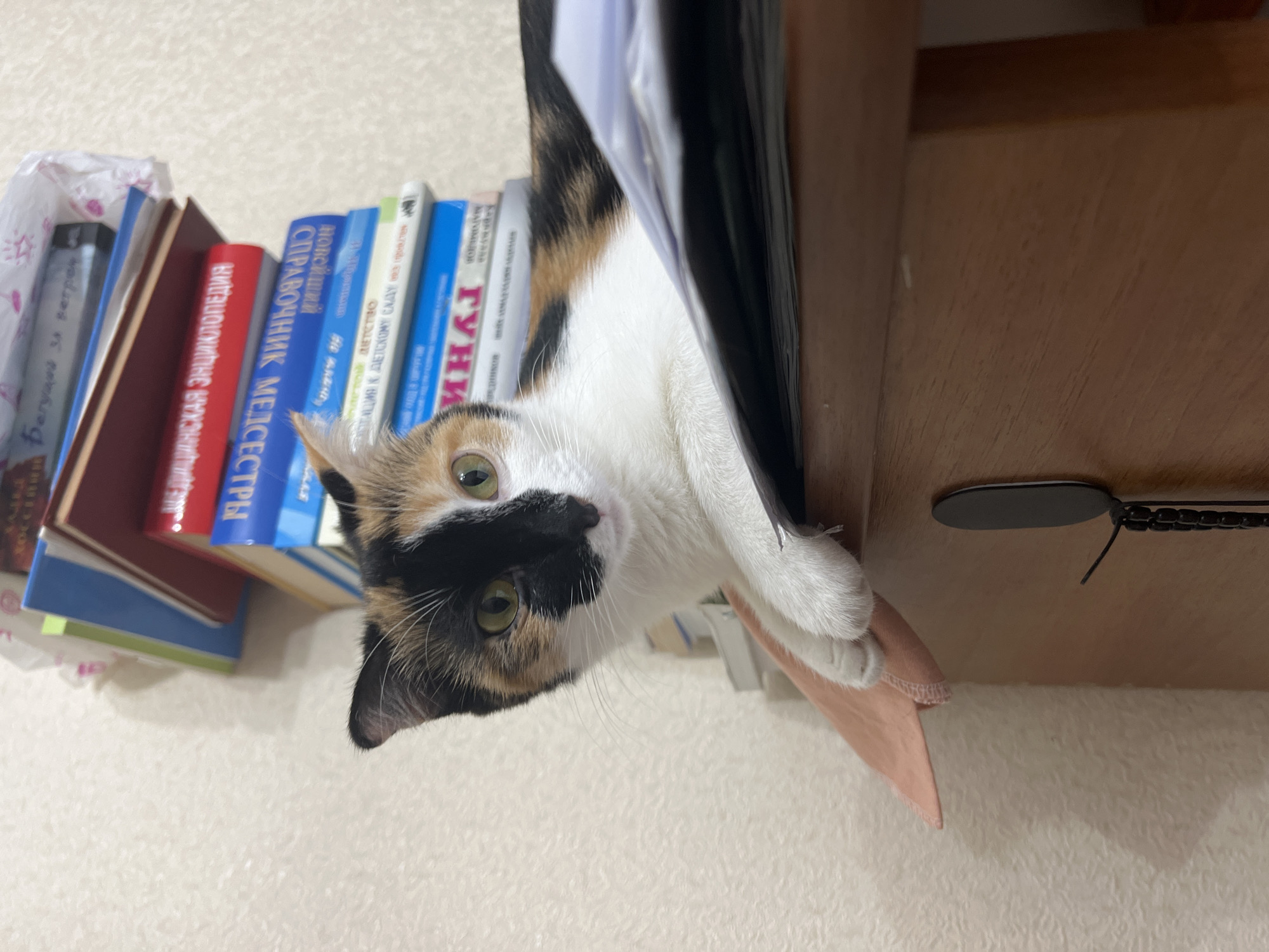 In a dimly lit room, a calico cat with striking black and orange markings on its face is perched on a wooden surface, likely a desk or shelf. The cat is looking directly at the camera with curious green eyes. Its front paws are resting on a stack of books, some of which are brightly colored. Behind the cat, a tall, unstable stack of books is visible, reaching towards the ceiling. The books appear to be a mix of educational and general interest titles. The background wall is textured and cream-colored. The overall impression is one of a domestic setting, perhaps a study or a library, with the cat as the central subject, interacting playfully with its environment. The scene is located in Kizilyurt, Russia, suggesting a specific cultural and geographical context for the image.