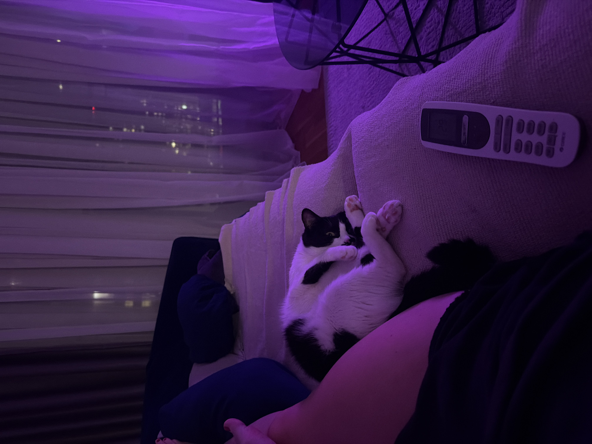 A person is reclining on a sofa. A black and white cat is curled up on the sofa and on the person. A remote control lies on the sofa near the cat. A small round table is next to the sofa. Behind the sofa are curtains and a window. Through the window can be seen lights of the city of Belgrade, Serbia. The light in the room is purple.