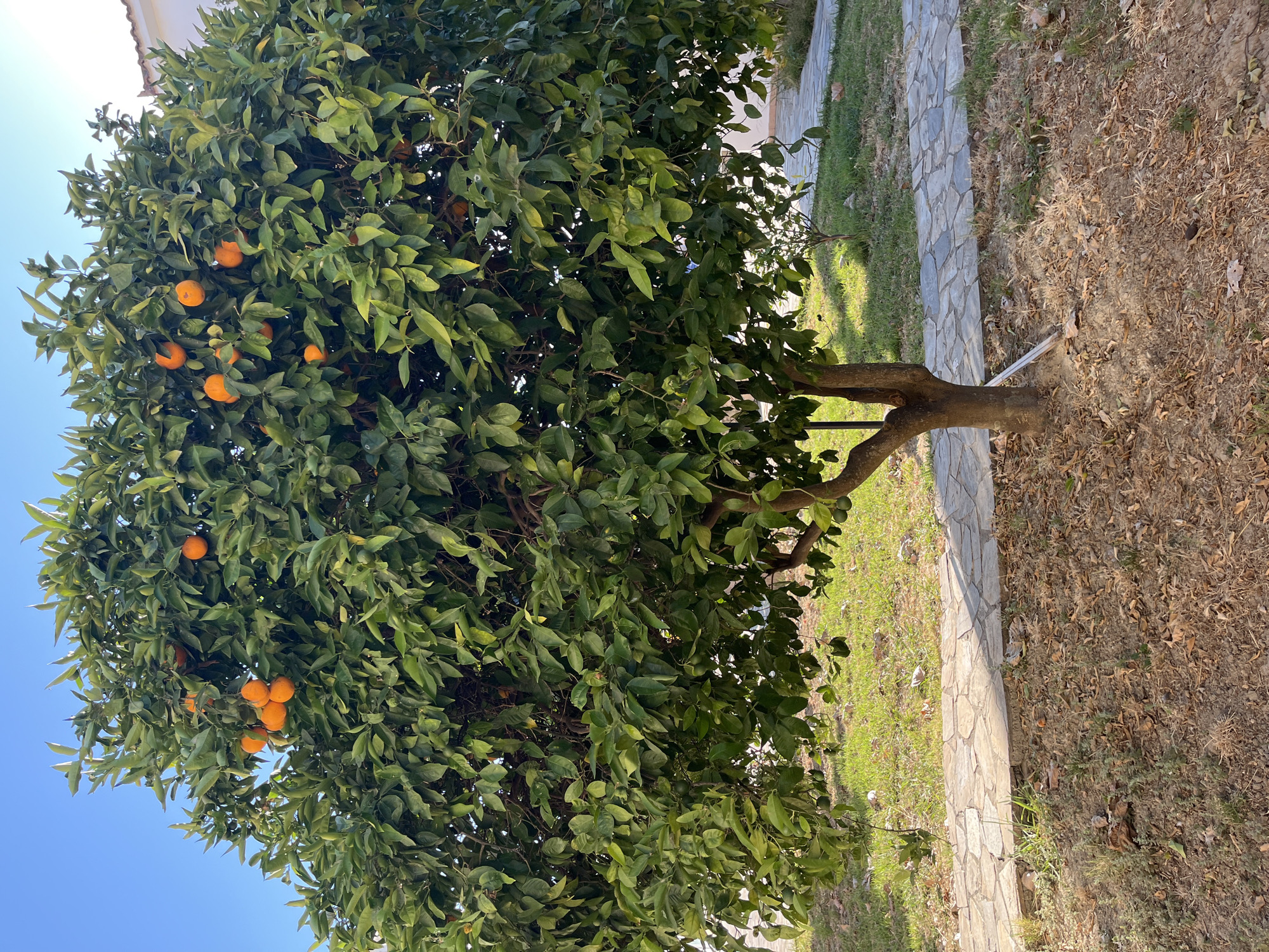 An orange tree laden with ripe fruit stands in a garden, possibly in Laganas Municipal Unit, Greece. The tree has a thick, brown trunk and branches heavily covered with green leaves. Several bright orange oranges are visible among the foliage, some hanging in clusters. The ground around the tree is covered with dry leaves, dirt, and patches of green grass. A pathway made of irregularly shaped flagstones runs alongside the tree, leading into the distance. The pathway is bordered by grass and dry ground. In the background, a building with a white facade and a tiled roof is partially visible, suggesting a residential or private property. The sky above is clear and blue. The scene is bathed in natural sunlight, casting shadows on the ground.