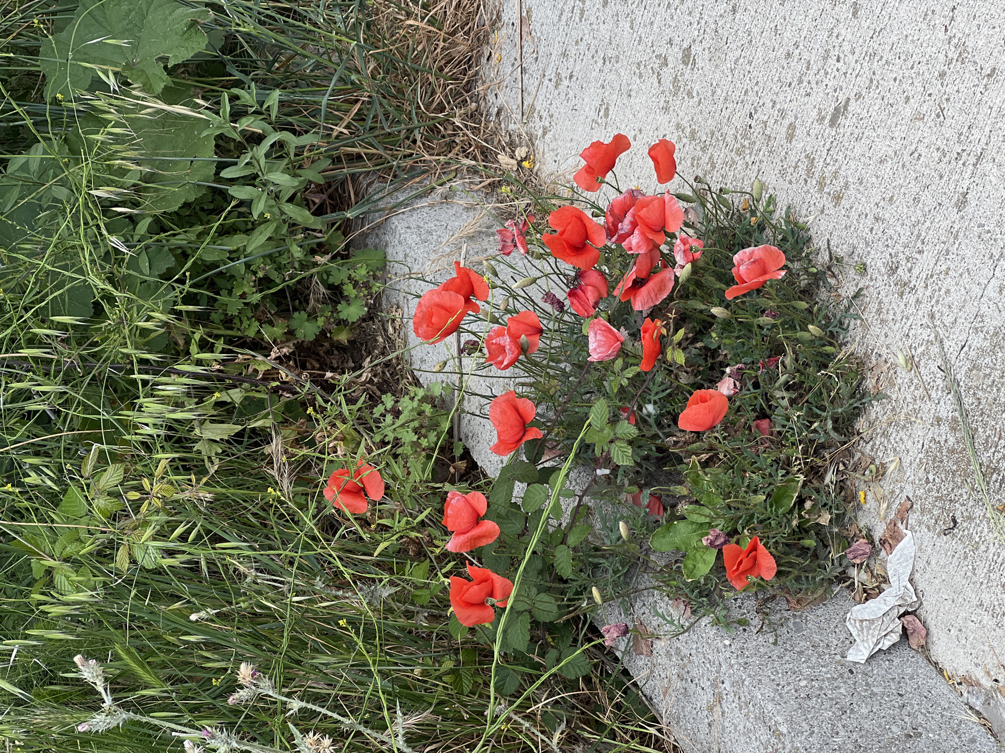 In Boreti, Montenegro, a cluster of red poppies grows between a concrete sidewalk and roadside vegetation. The sidewalk appears aged and slightly cracked. The vegetation consists of various grasses and broadleaf plants. A crumpled piece of white paper or tissue rests on the edge of the sidewalk near the poppies. No people are visible.