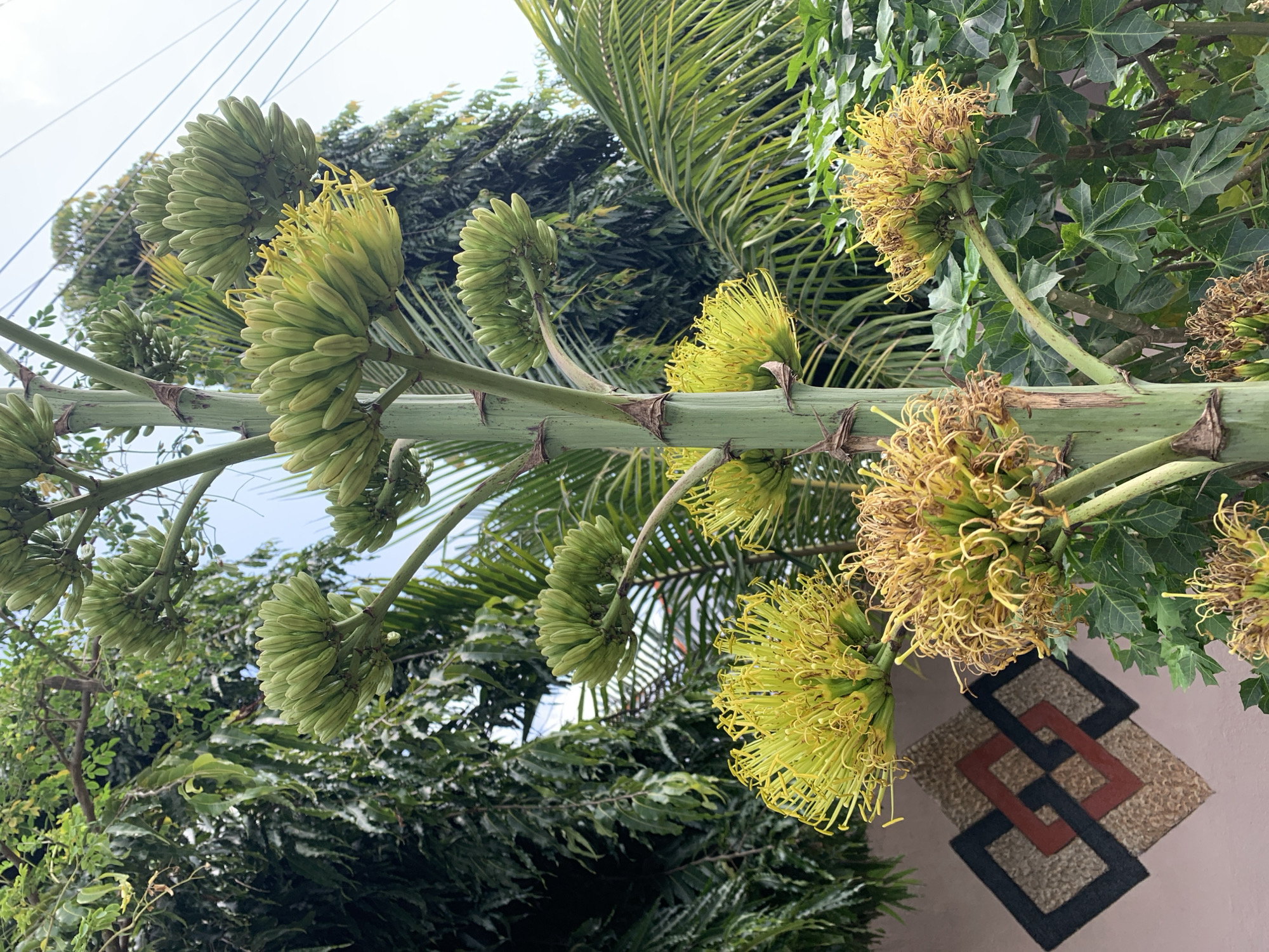 The image shows a tall agave plant with a large flower stalk. The stalk has several clusters of green buds and some yellow flowers with long, wispy stamens. The plant is located in an outdoor environment with lush green foliage in the background. A portion of a wall with a geometric pattern is visible on the left side of the image. The sky above is overcast. There are no people or animals visible in the image. The photograph appears to have been taken from a low angle, looking upwards at the agave plant.