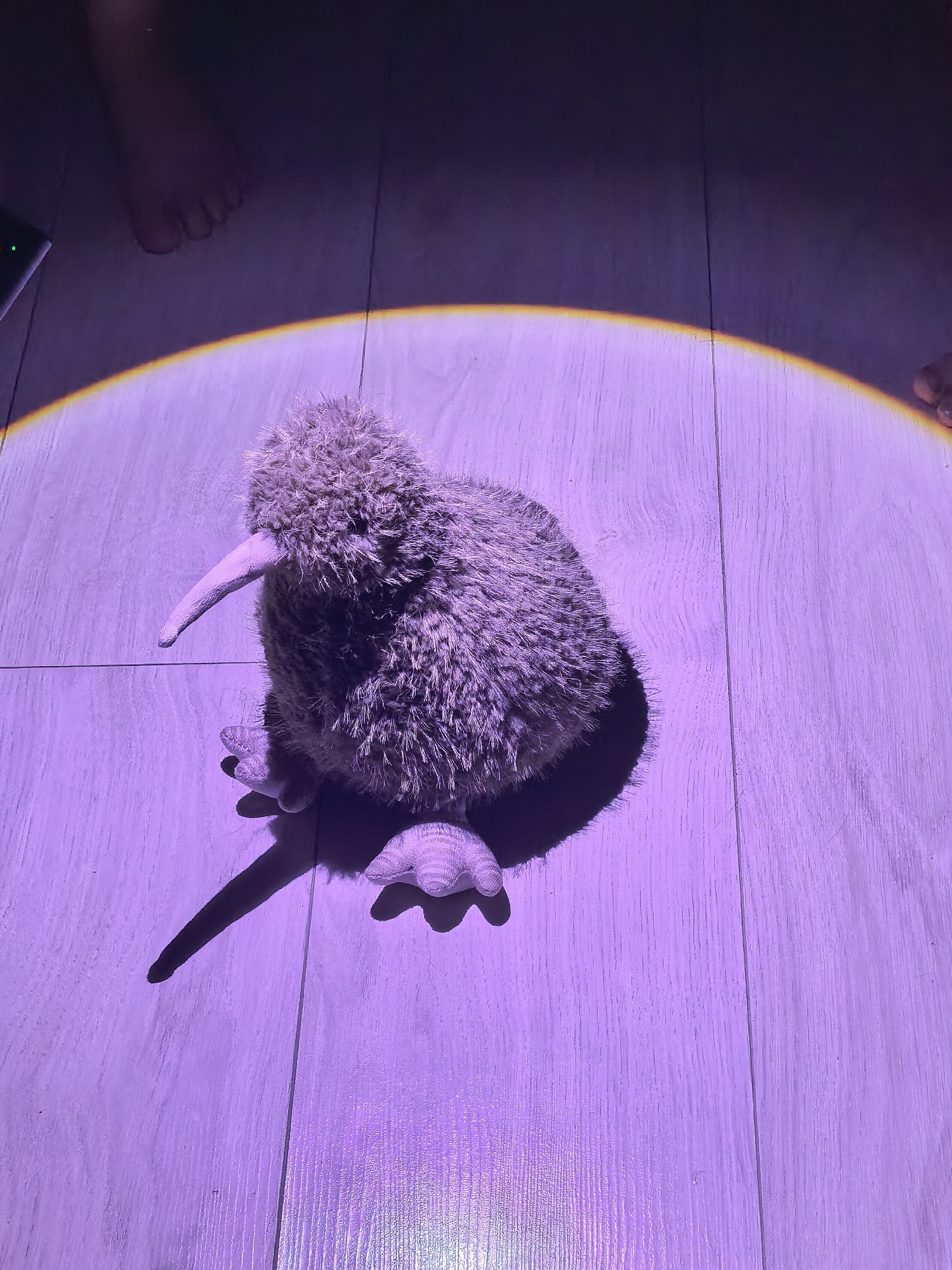 A stuffed kiwi bird with a long beak and fluffy brown fur sits on a light-colored wooden floor, illuminated by a circular beam of purple light. The bird is facing to the left, with its shadow cast to its left. In the upper left corner, a bare foot is visible, partially obscured by the purple light. In the upper right corner, another bare foot is partially visible. The lighting creates a dramatic effect, with bright illumination in the center and darker shadows around the edges.