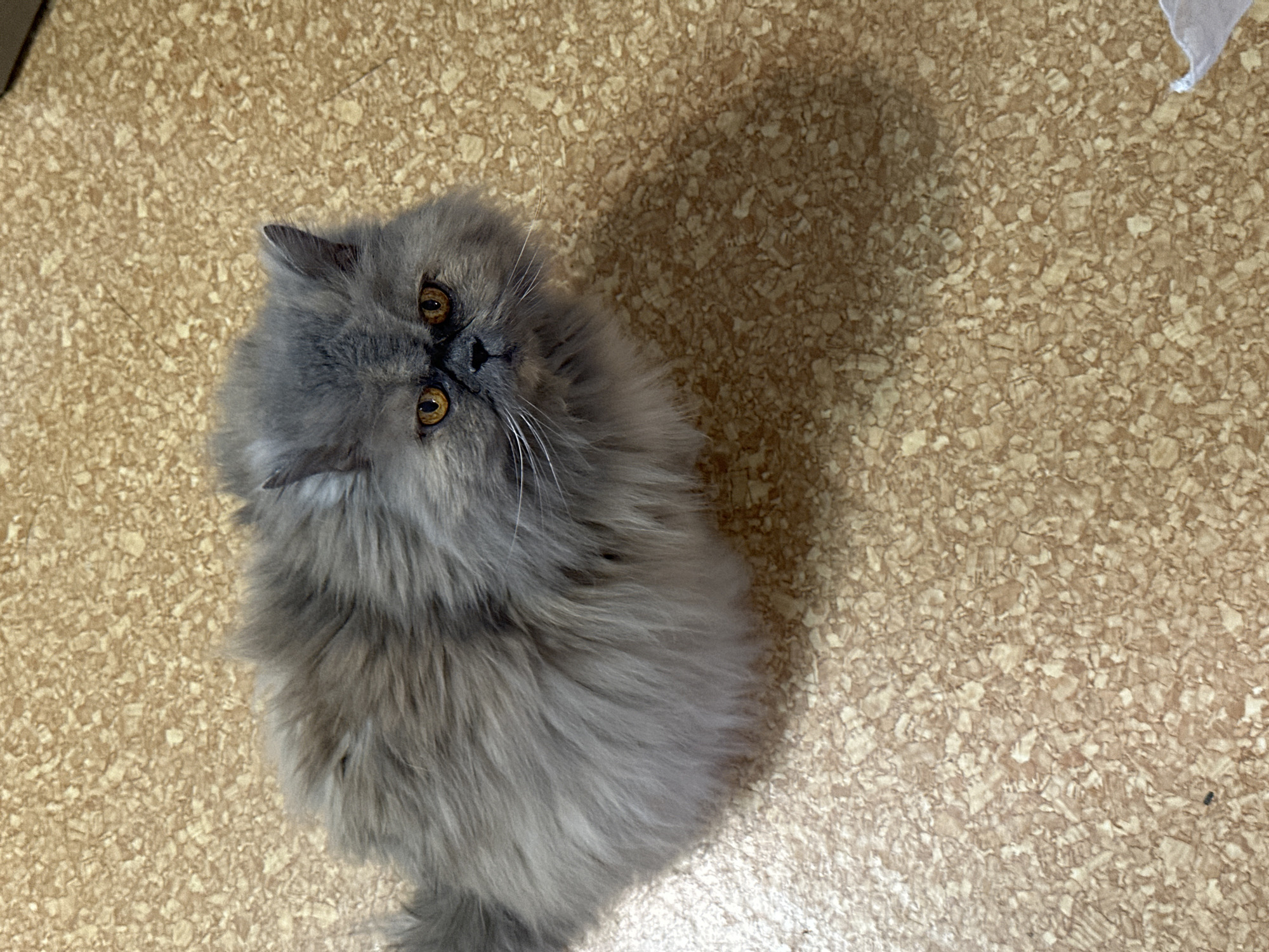 A gray, fluffy Persian cat is looking up and to the right of the camera from a light brown, speckled floor. The cat is positioned on the left side of the image. A shadow is cast on the floor to the right of the cat. A small white piece of material is visible in the upper right corner. The location is not discernible from the image.