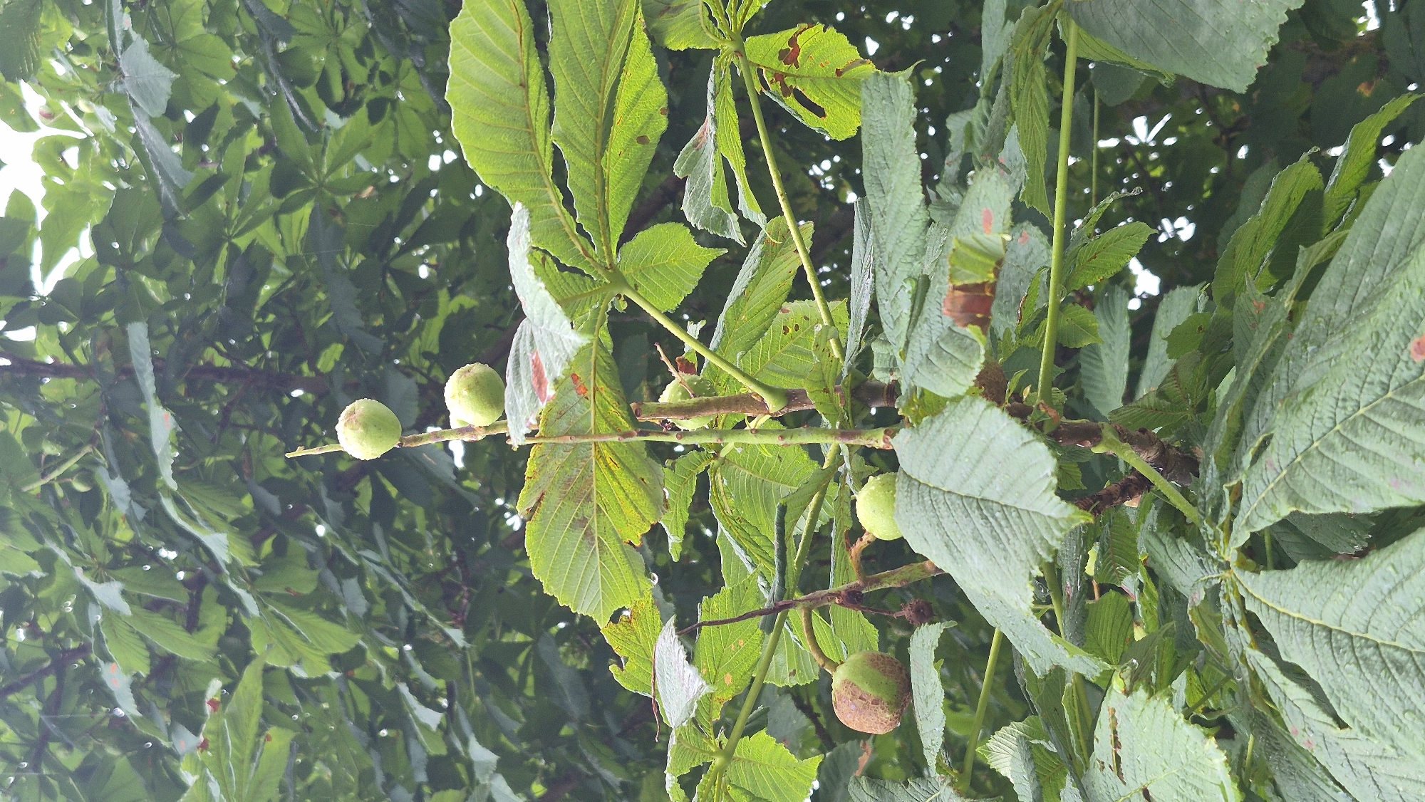 In Krauja, Latvia, a close-up, eye-level, medium shot captures a branch of a horse chestnut tree with several developing conkers. The conkers are in various stages of growth, some are green and smooth, while others are beginning to show their characteristic spiky outer shell. The leaves of the tree are large and palmate, with a deep green color, and appear to be slightly wet, possibly from recent rain. The background is filled with more of the tree's foliage, creating a lush, natural setting. The lighting suggests an overcast day, with diffused light illuminating the scene. There are no people or animals visible in the image.