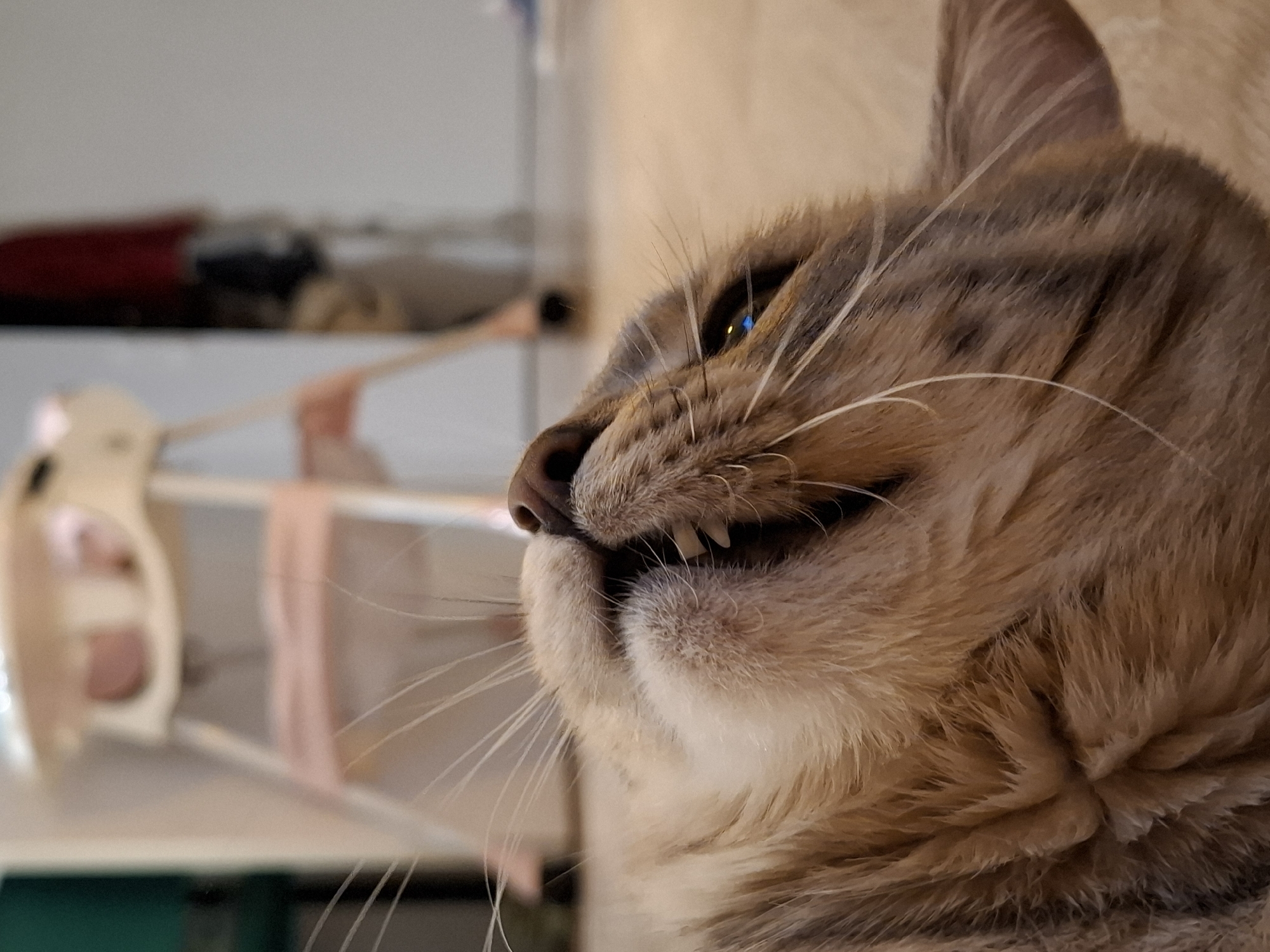 A low-angle, close-up shot focuses on the face of a tabby cat lying on a light-colored wooden floor. The cat's head is tilted back, exposing its mouth and teeth. Its whiskers are prominent and spread wide. In the blurred background, a white and pink high chair is visible, suggesting a domestic indoor setting. The lighting is soft, casting a warm glow on the cat's fur. There is no identifiable location within Zemun Urban Municipality, Serbia.