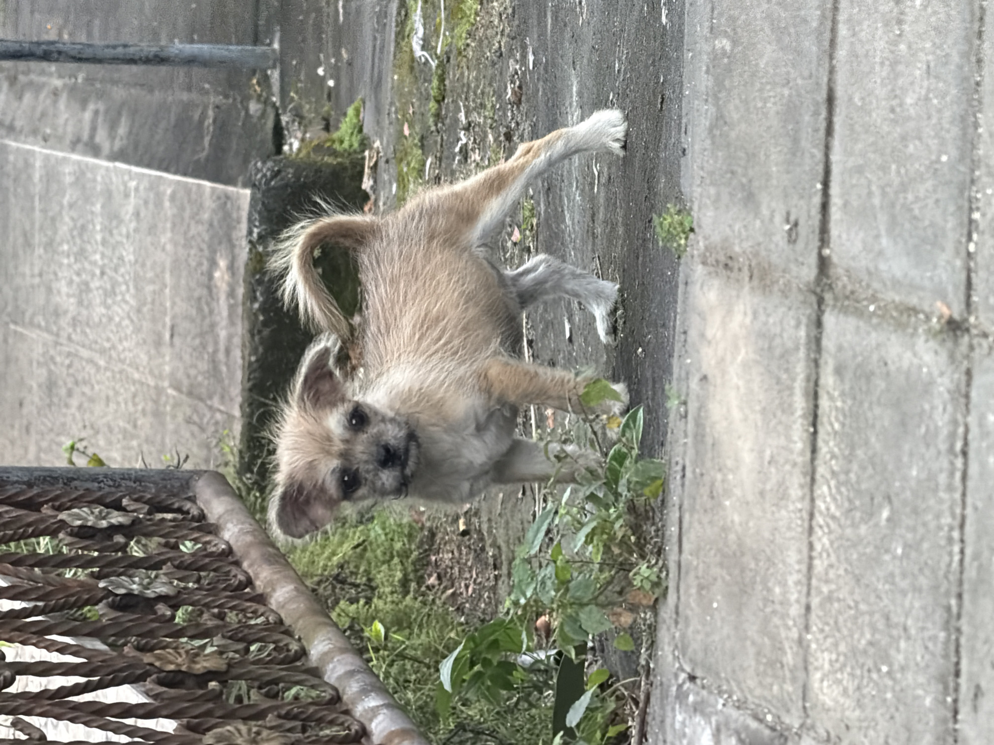 A small, light brown and tan mixed-breed dog stands on a concrete paved surface in the city of Ungasan, Indonesia. The dog, with scruffy fur, faces directly towards the camera, exhibiting darker fur around its eyes and muzzle. Its ears are partially erect, and its tail is curled over its back. To the immediate left, a section of a rusted, dark brown ornate metal fence is present, beyond which sparse green foliage grows on dirt. The ground beneath and behind the dog consists of varied concrete pavers and a darker, possibly unpaved, area with scattered plant growth. Concrete structures, possibly steps or a curb, and a thin dark pole are visible in the background to the right. The scene is outdoors under diffused lighting.