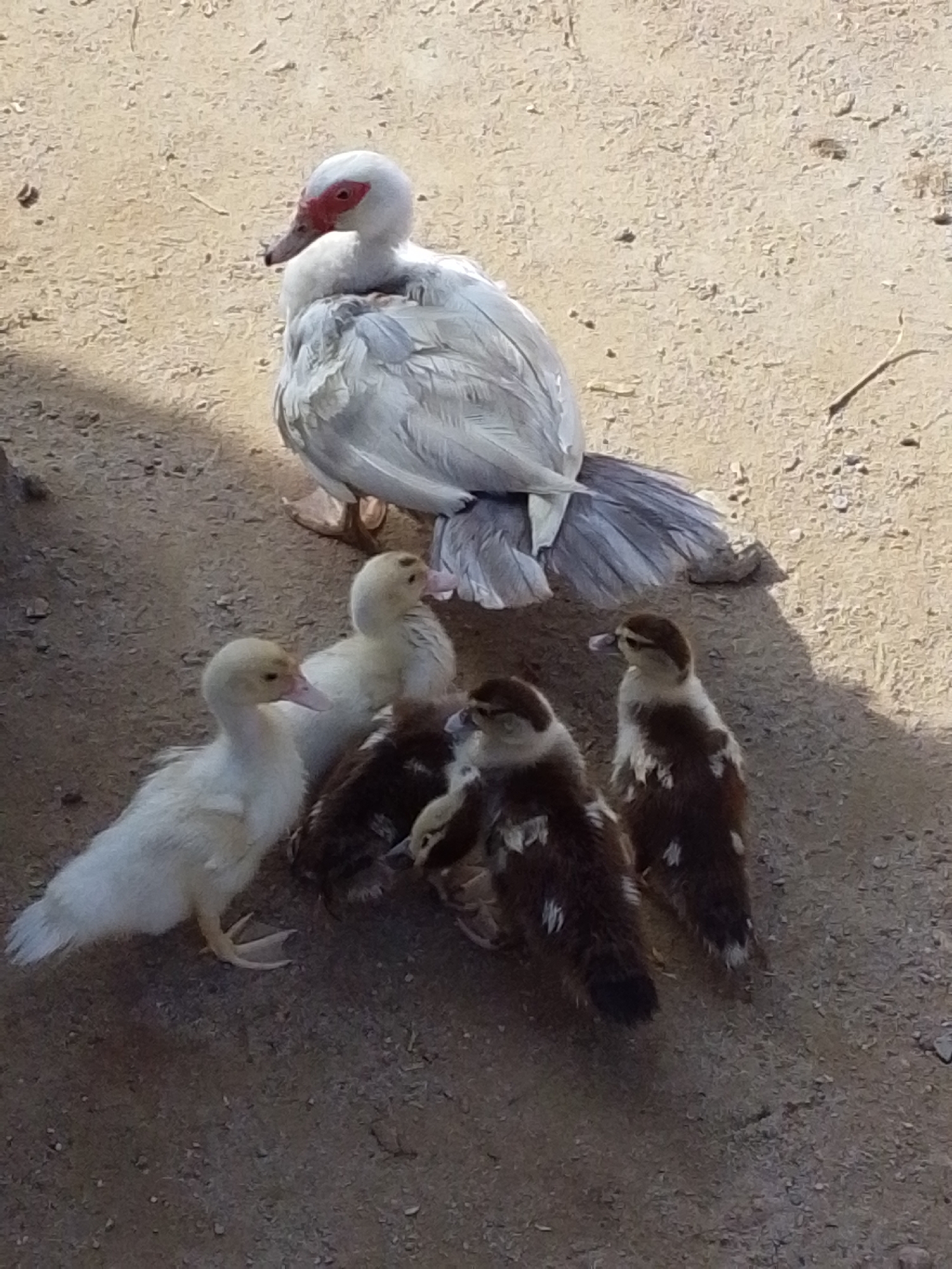 A white Muscovy duck with red facial markings stands on sandy ground, facing left. Surrounding the duck are five ducklings. Two are light yellow, and three are brown and white speckled. They are all gathered close to the adult duck. The ground is composed of dirt and small pebbles. The image appears to have been taken outdoors in Serti, Nigeria.